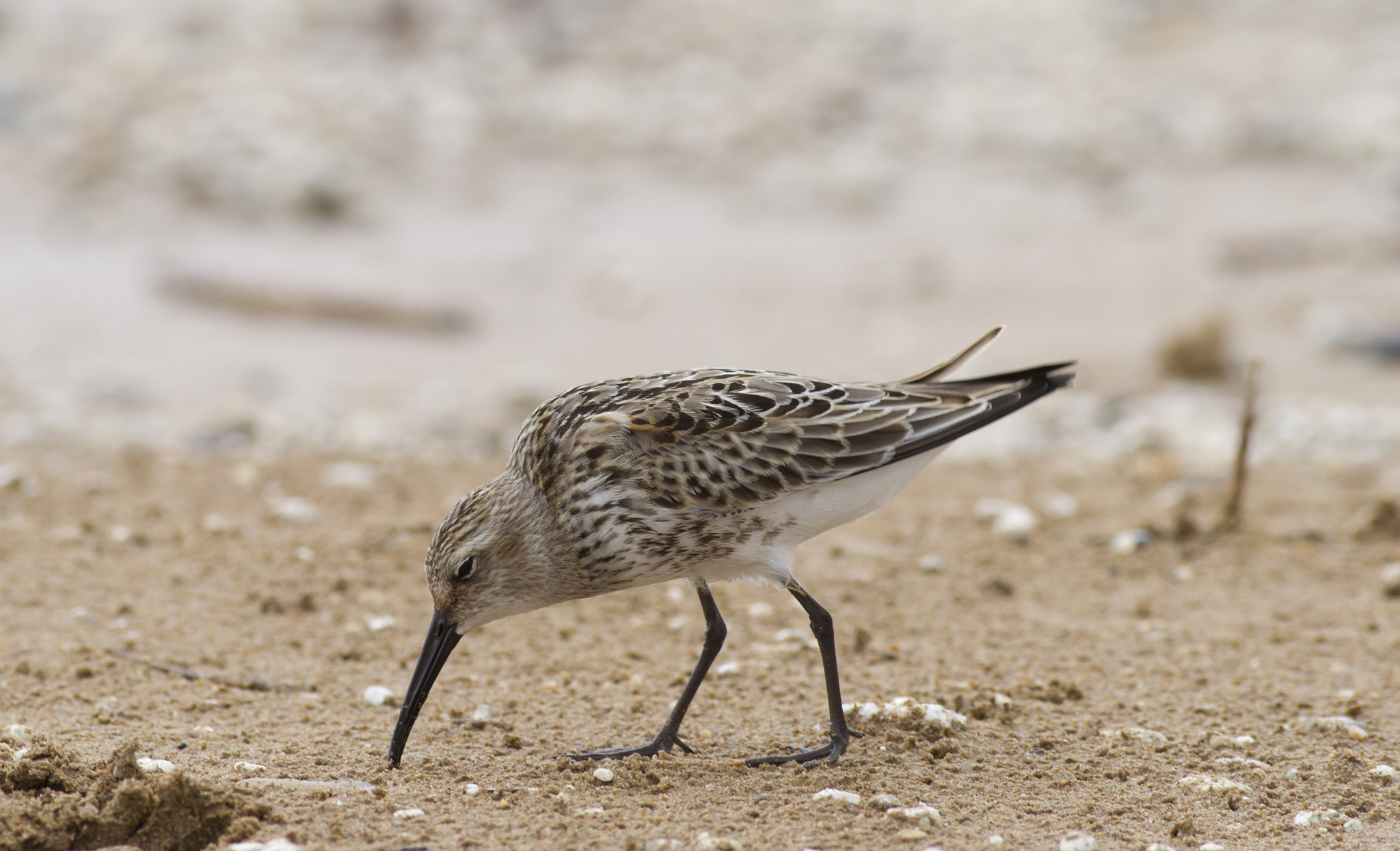 Canon EOS 7D + Canon EF 400mm F5.6L USM sample photo. Birdy photography