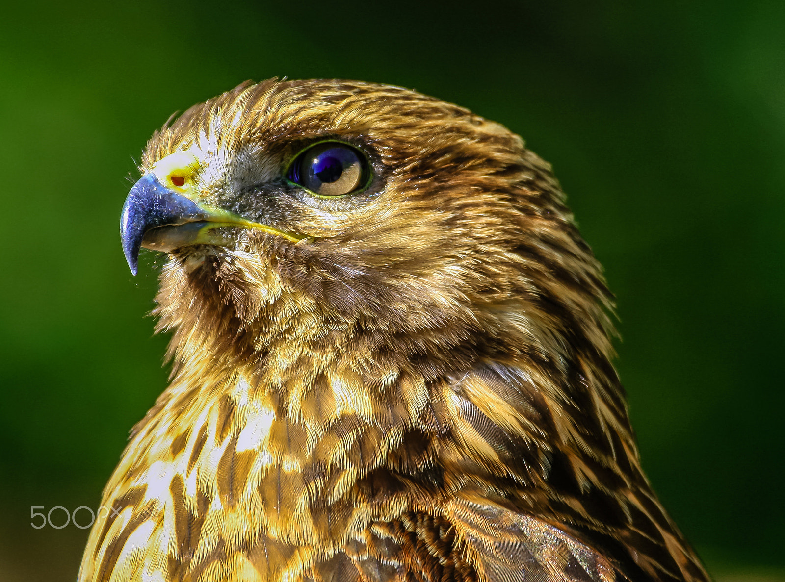 Canon EF 100-400mm F4.5-5.6L IS USM sample photo. Beautiful hawk 10 photography