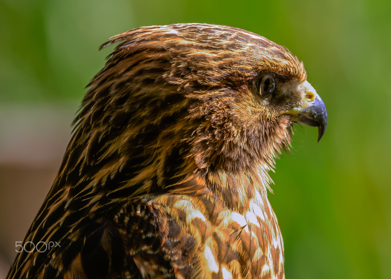 Canon EOS 40D + Canon EF 100-400mm F4.5-5.6L IS USM sample photo. Beautiful hawk 11 photography