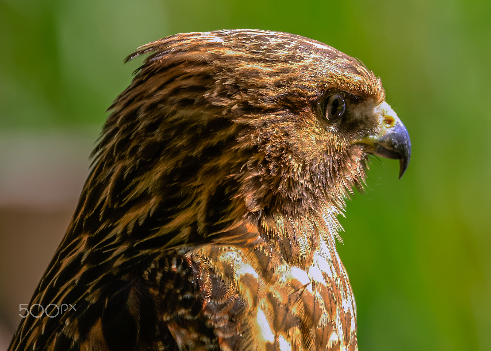 Canon EF 100-400mm F4.5-5.6L IS USM sample photo. Beautiful hawk 11 photography