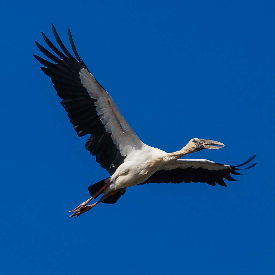 Sony 70-300mm F4.5-5.6 G SSM sample photo. Asian openbill stork photography