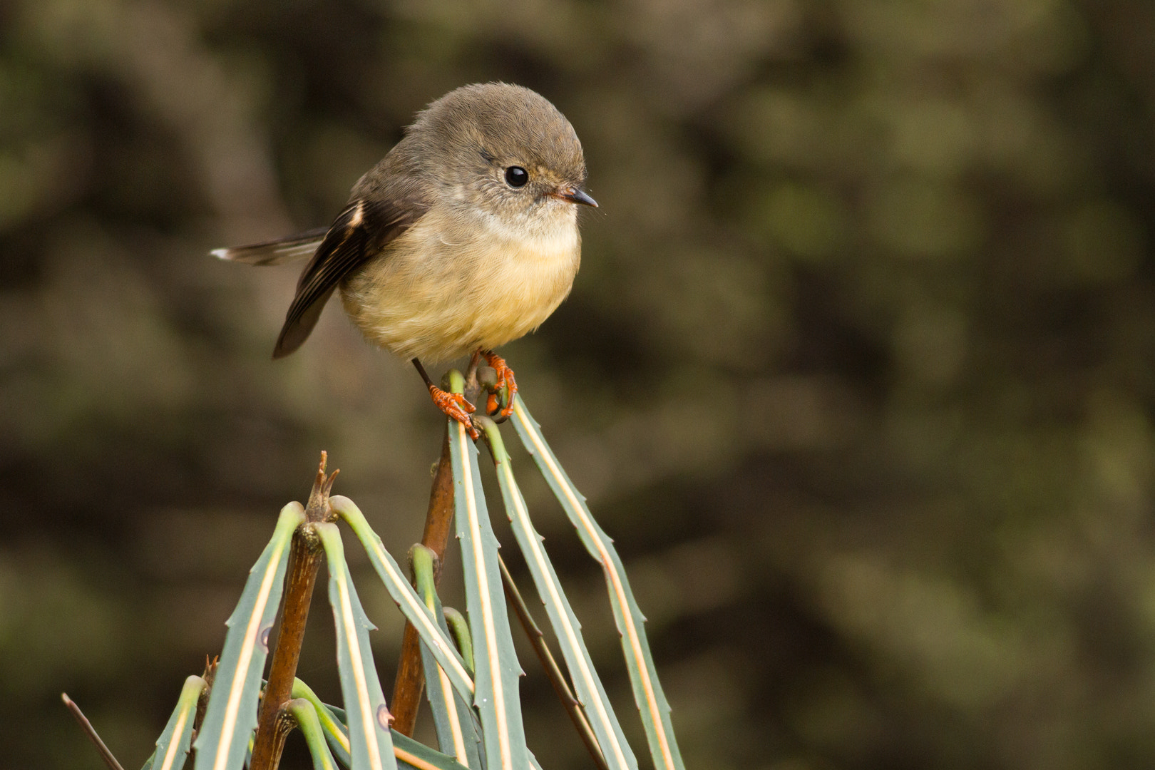 Canon EOS 7D + Canon EF 400mm F5.6L USM sample photo. Tomtit on lancewood photography