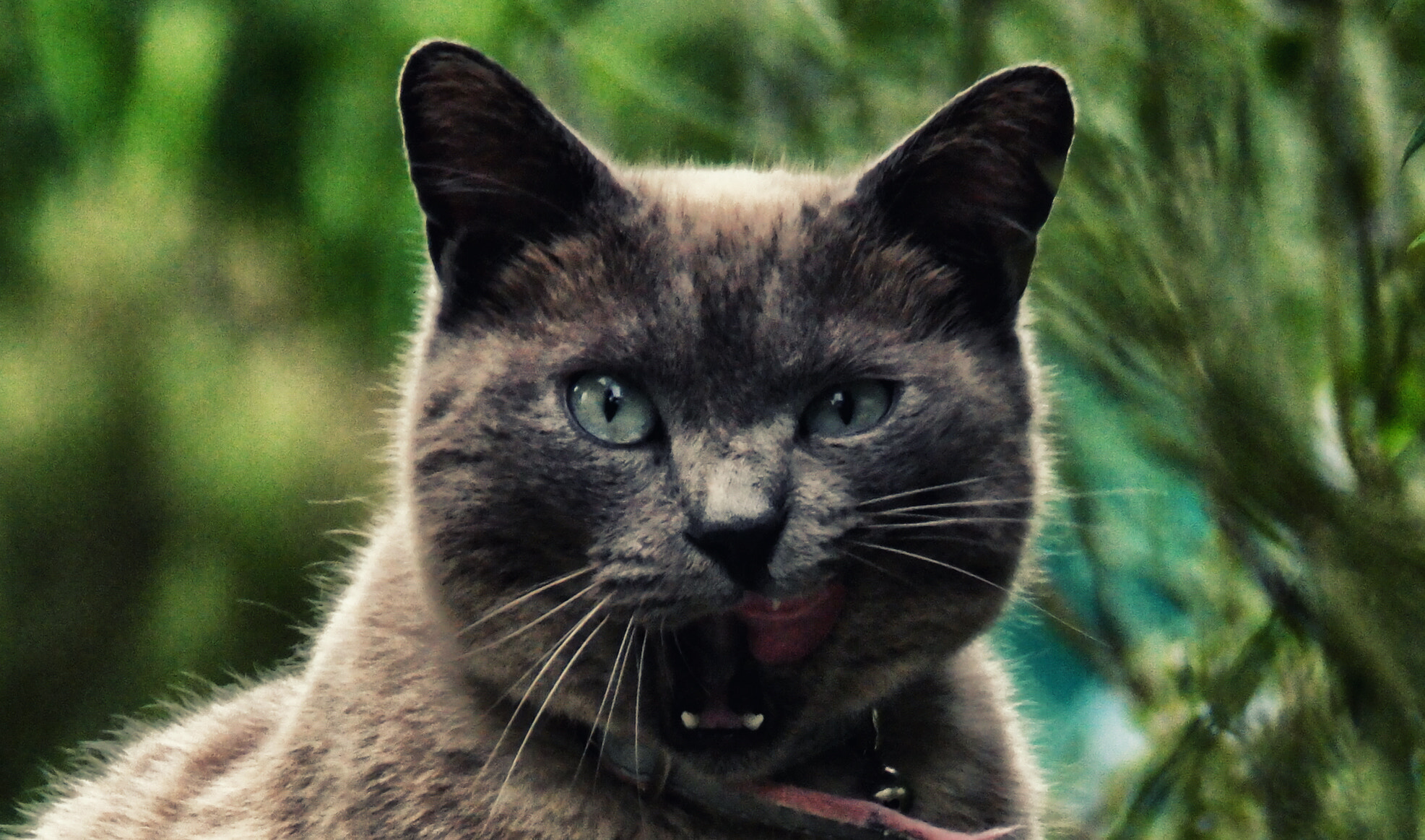 Samsung NX500 + NX 50-200mm F4-5.6 sample photo. Athena grey cat photography