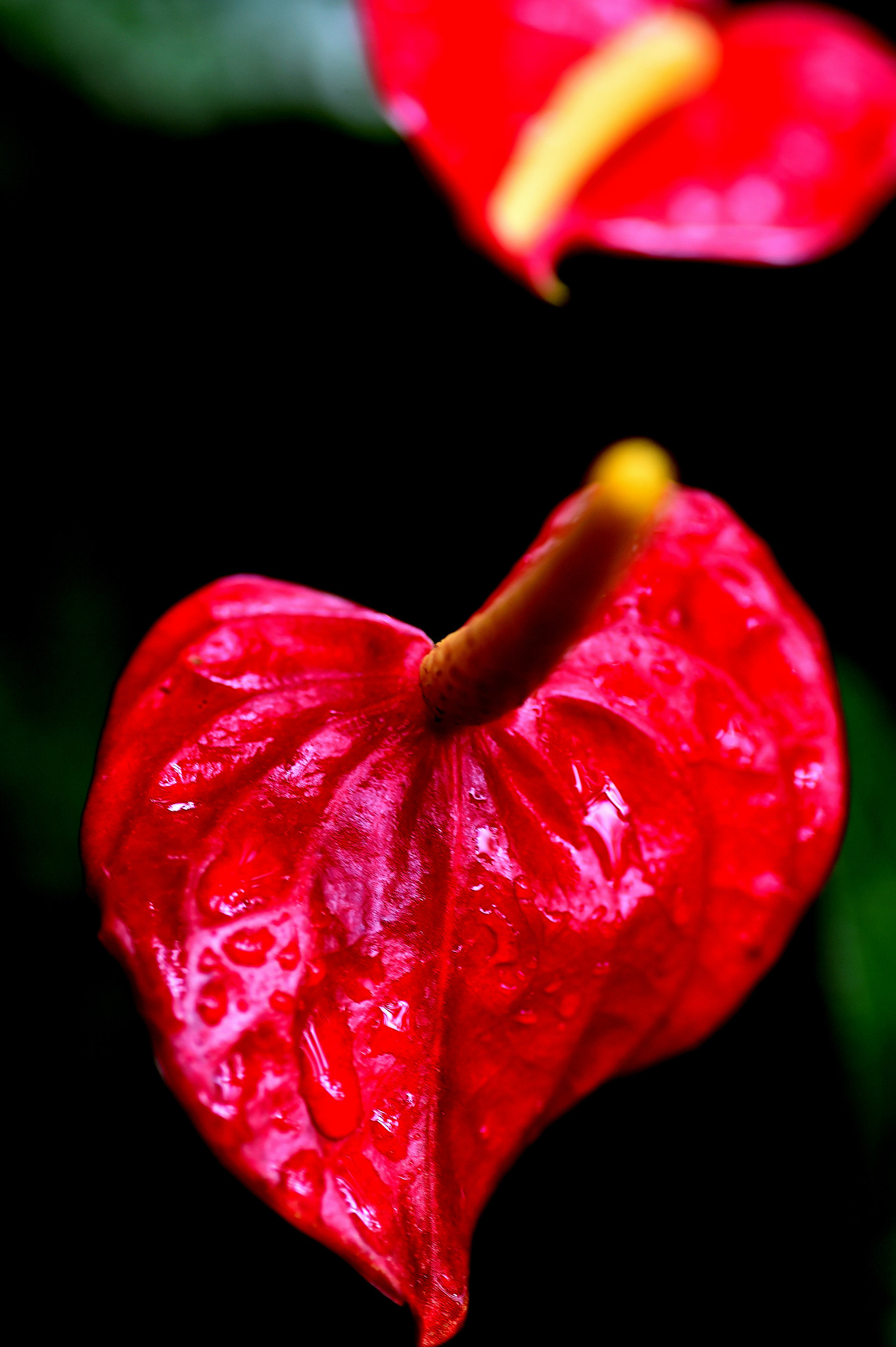 Nikon D4S sample photo. Anthurium photography