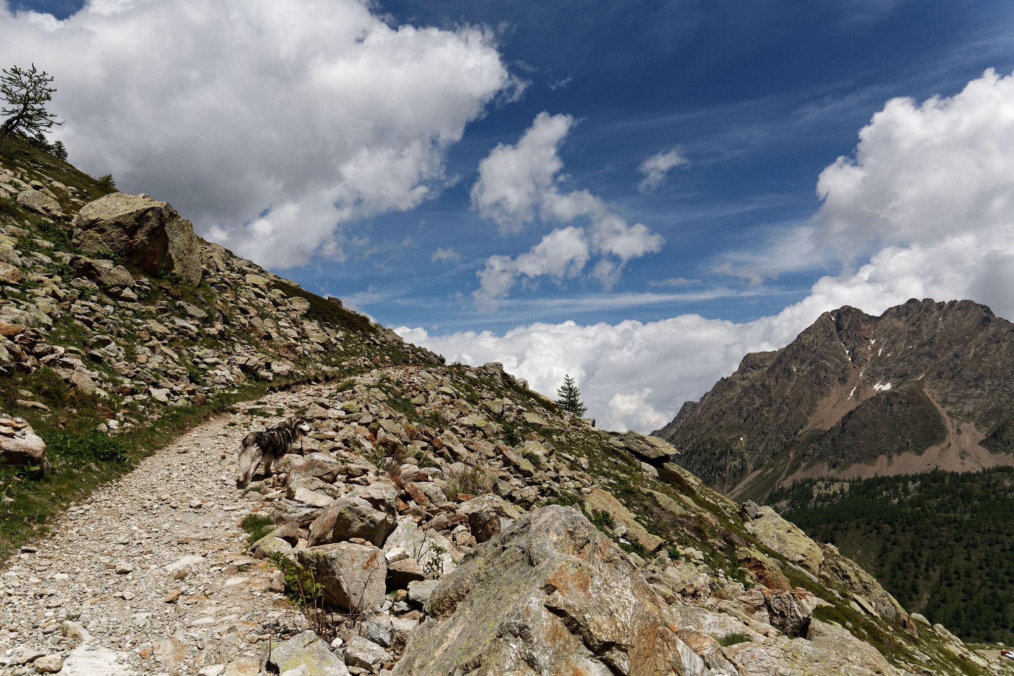 Canon EF 24-105mm F3.5-5.6 IS STM sample photo. Cane che guardi il mondo photography