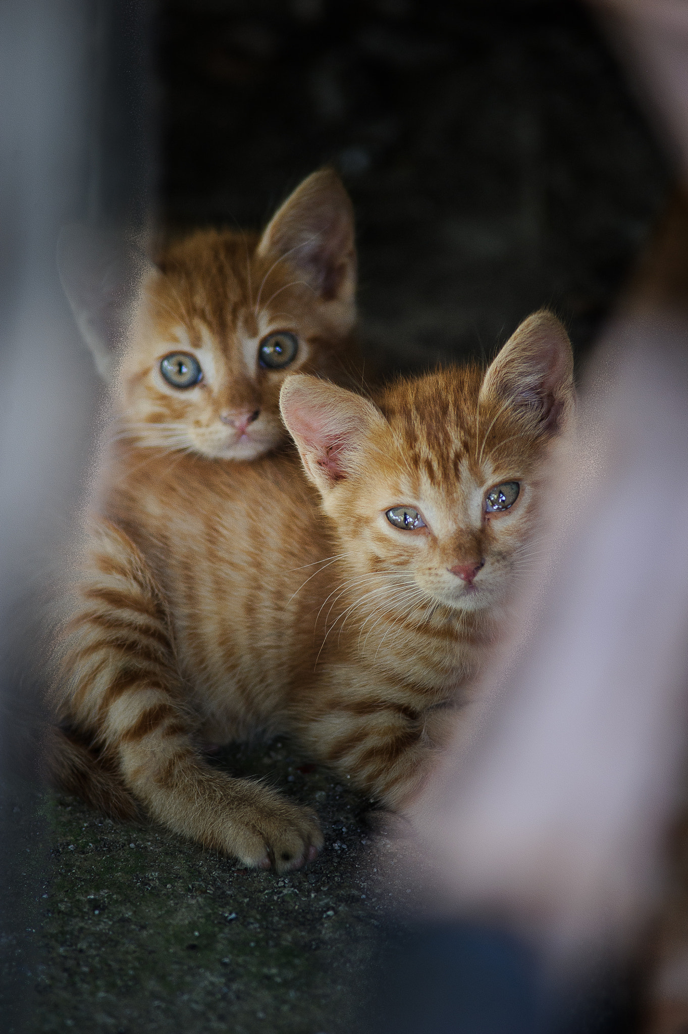 Nikon D3S + AF Nikkor 300mm f/4 IF-ED sample photo. Two little kittens photography