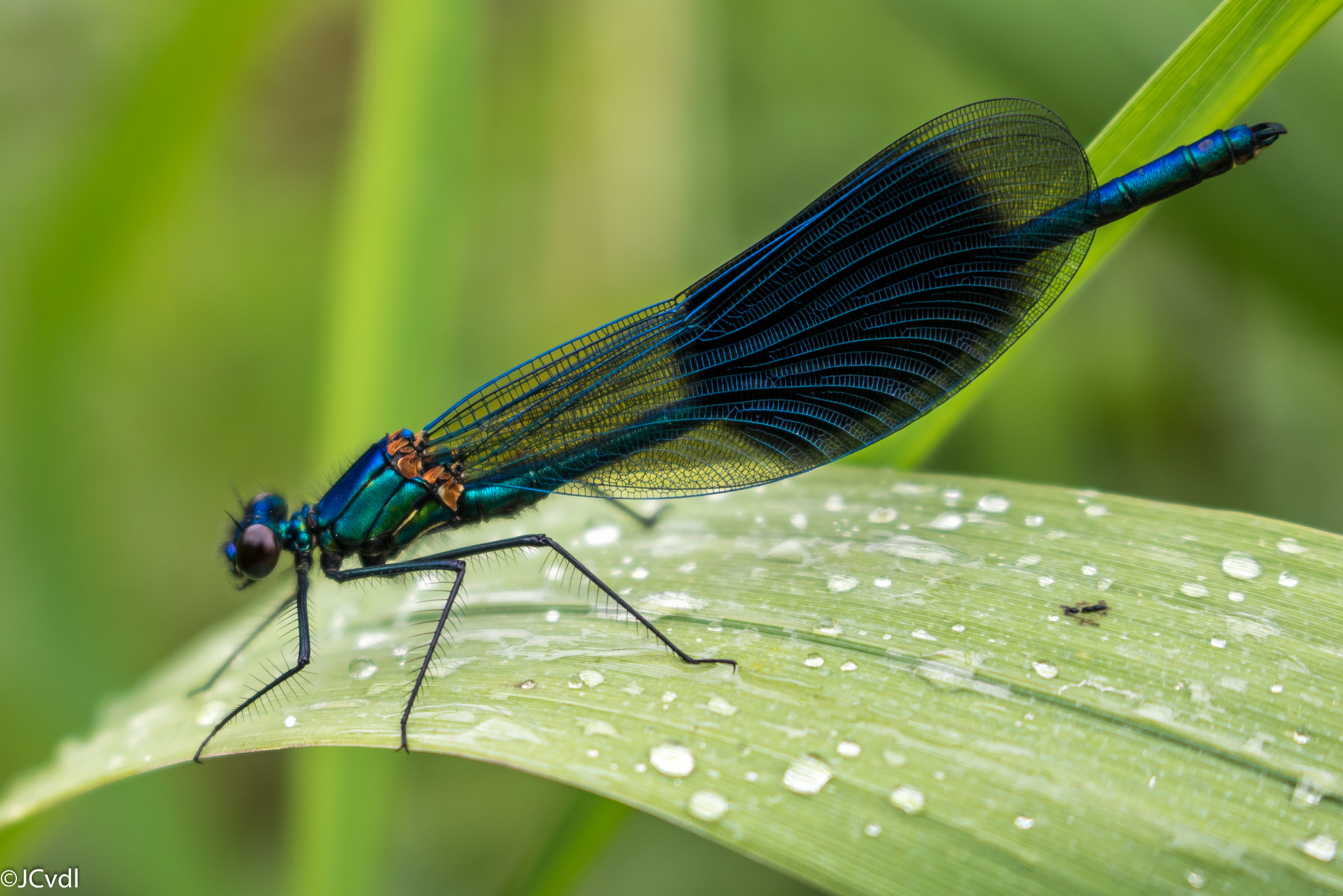 Canon EOS 7D Mark II + Canon EF-S 18-55mm F3.5-5.6 IS STM sample photo. Banded demoiselle photography