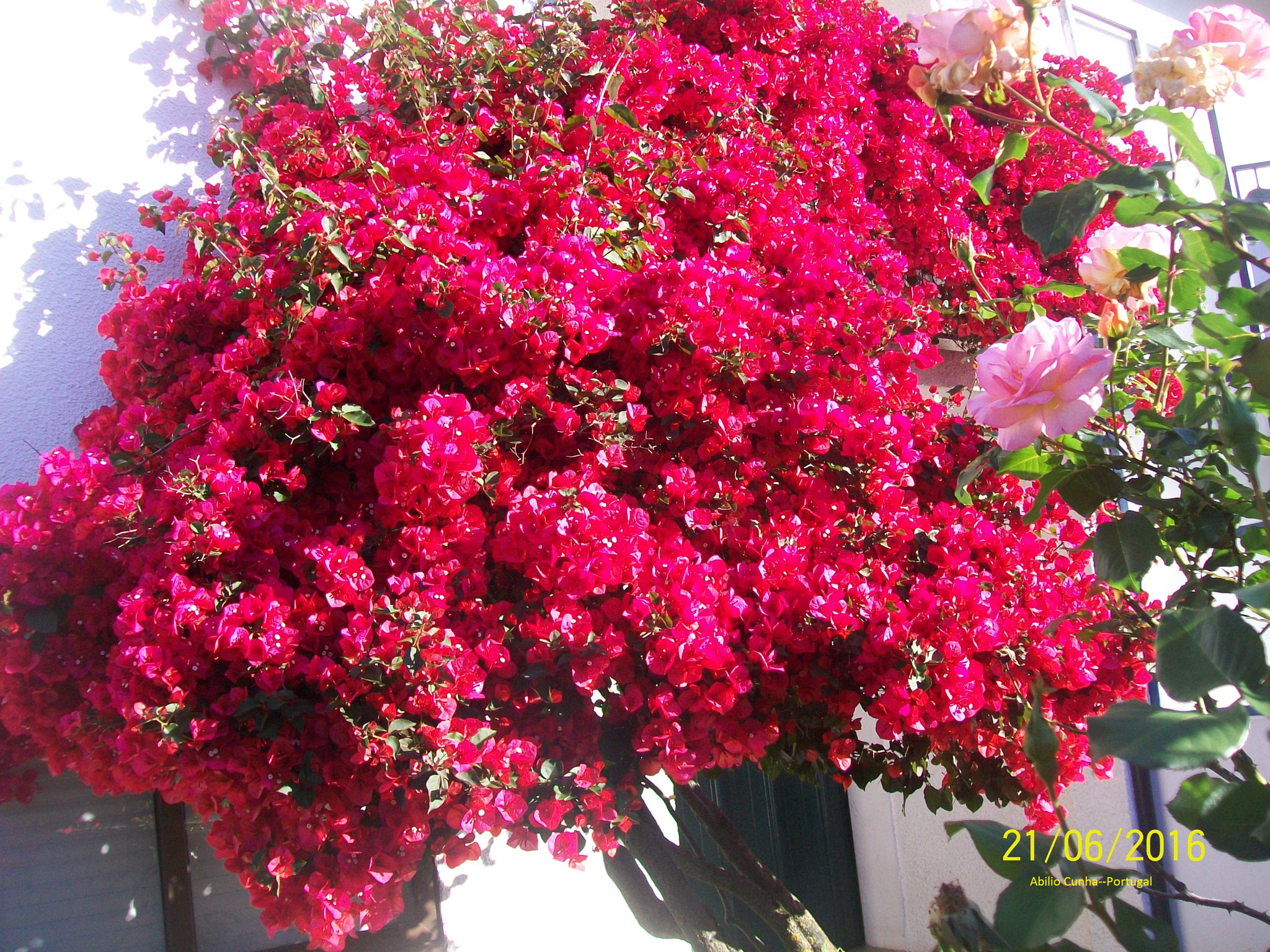 Kodak EasyShare C913 sample photo. Flores de uma moradia é a alegria dos moradores gondomar portugal photography
