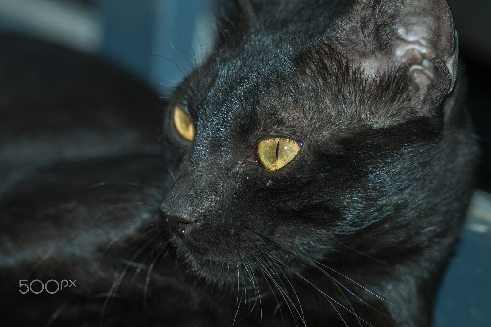 Canon EOS 50D + Canon EF 300mm F4L IS USM sample photo. Black cat photography