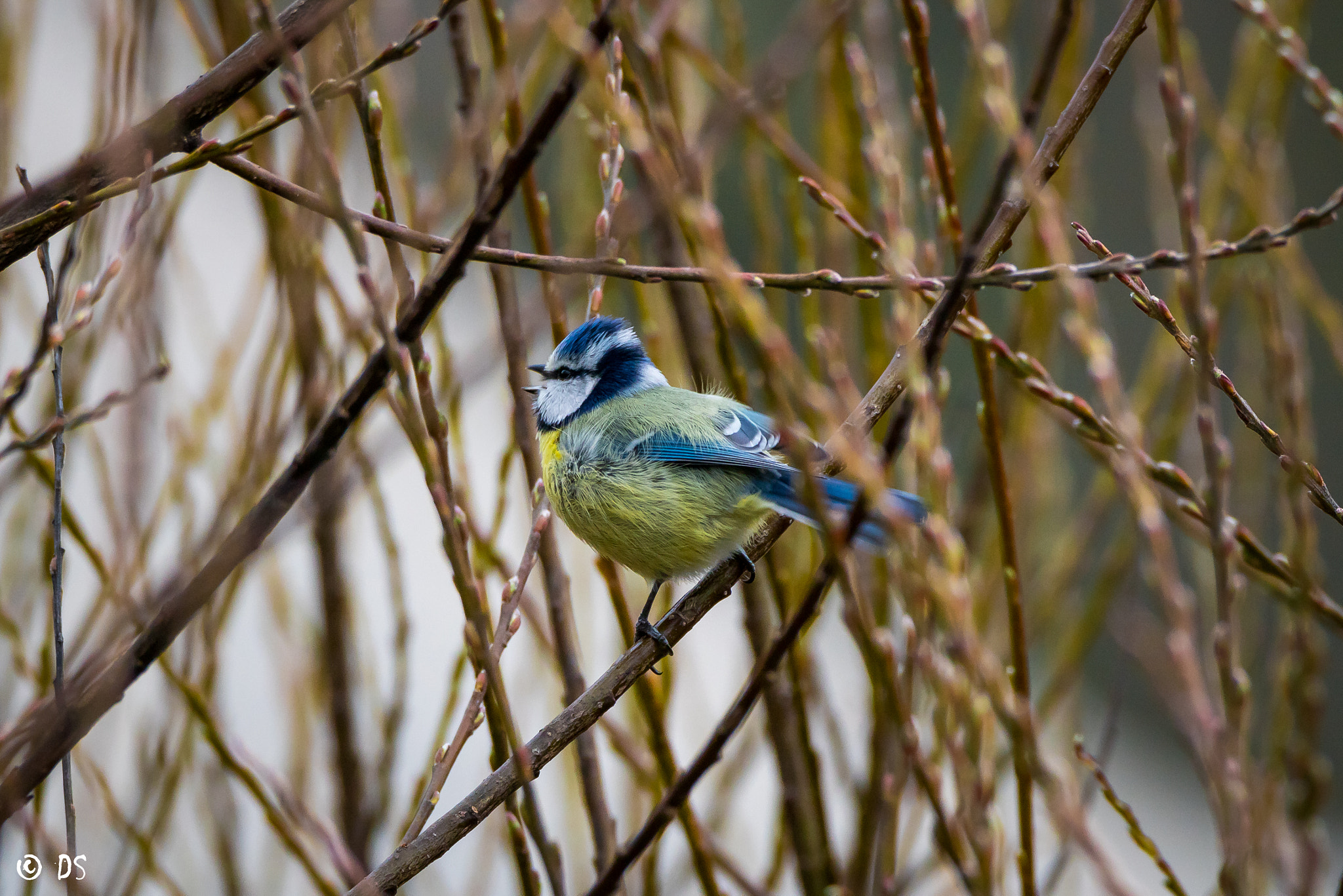 Tamron SP 150-600mm F5-6.3 Di VC USD sample photo. Blaumeise (cyanistes caeruleus) photography