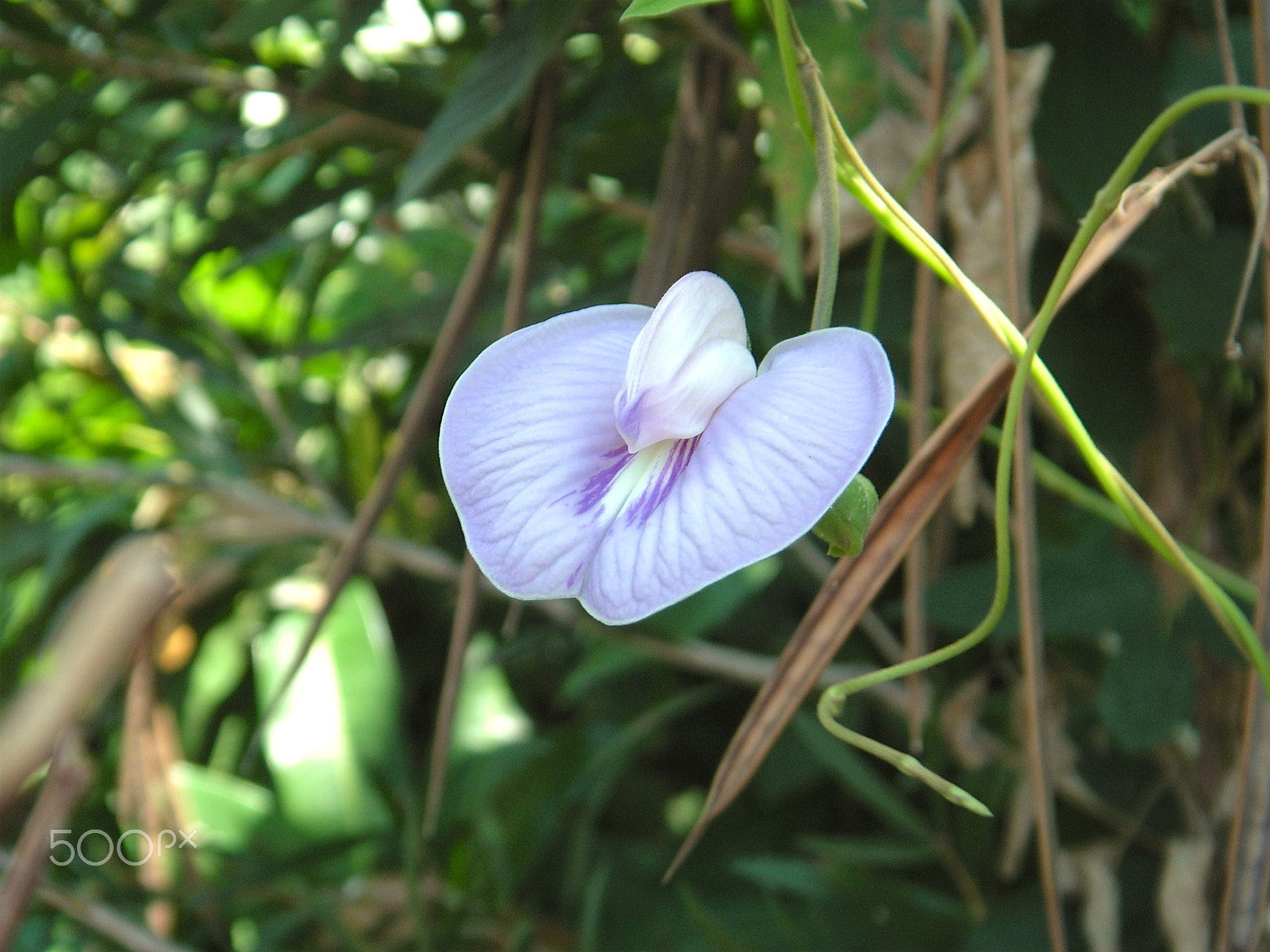 KONICA MINOLTA DiMAGE X60 sample photo. Wild flower photography
