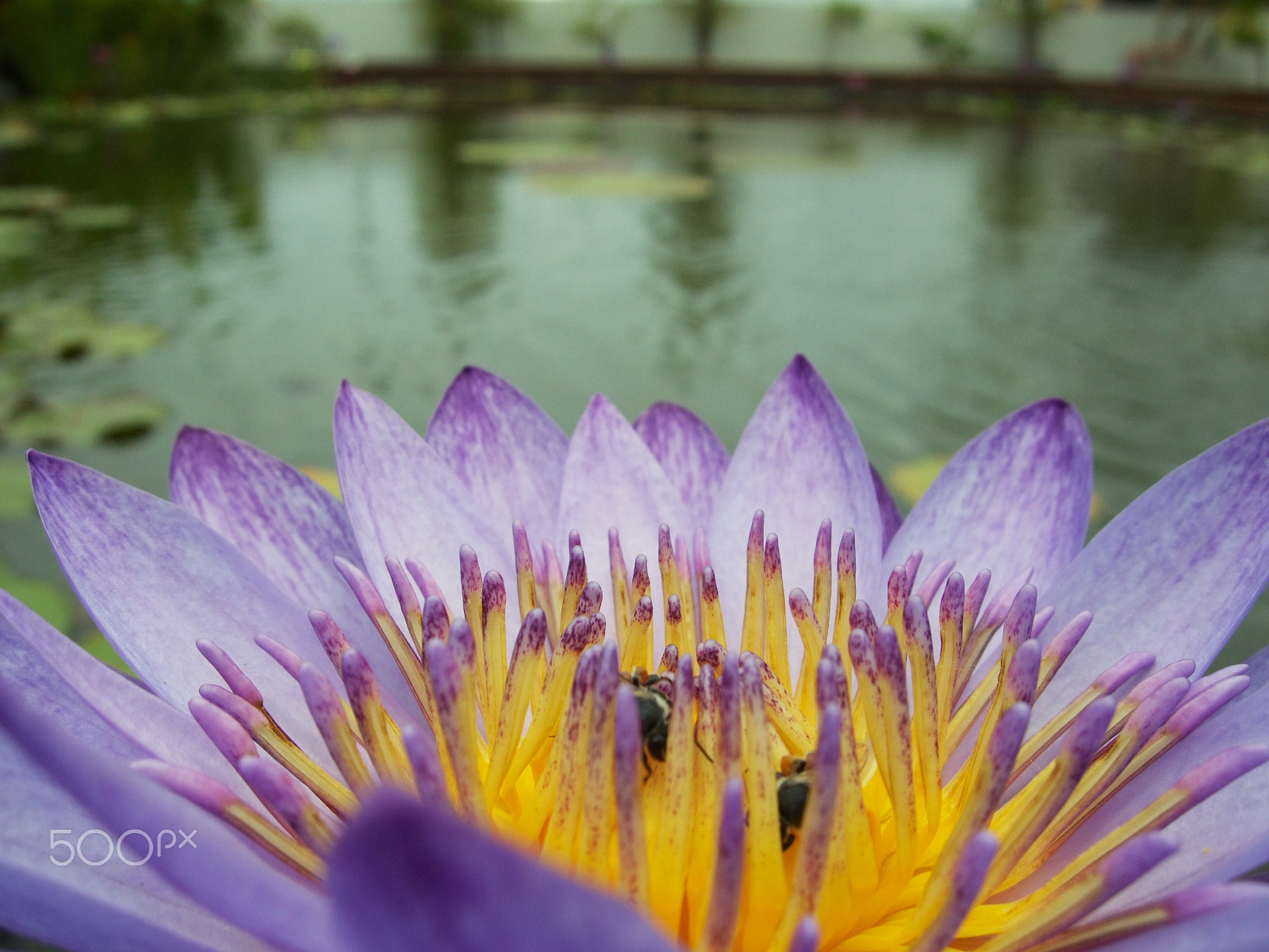 Fujifilm FinePix F50fd sample photo. Water flower photography