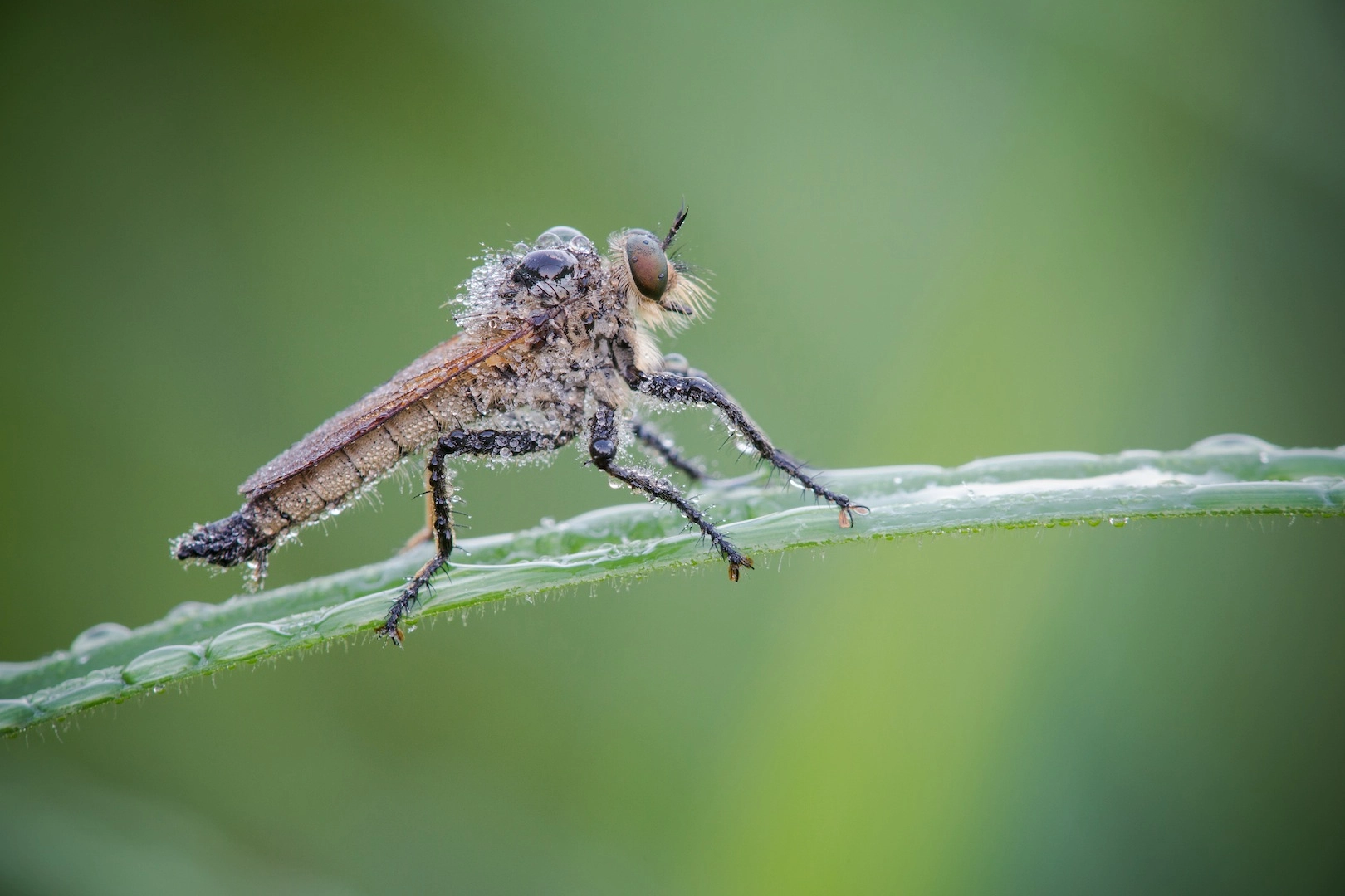 Tamron SP AF 180mm F3.5 Di LD (IF) Macro sample photo. Asilide photography