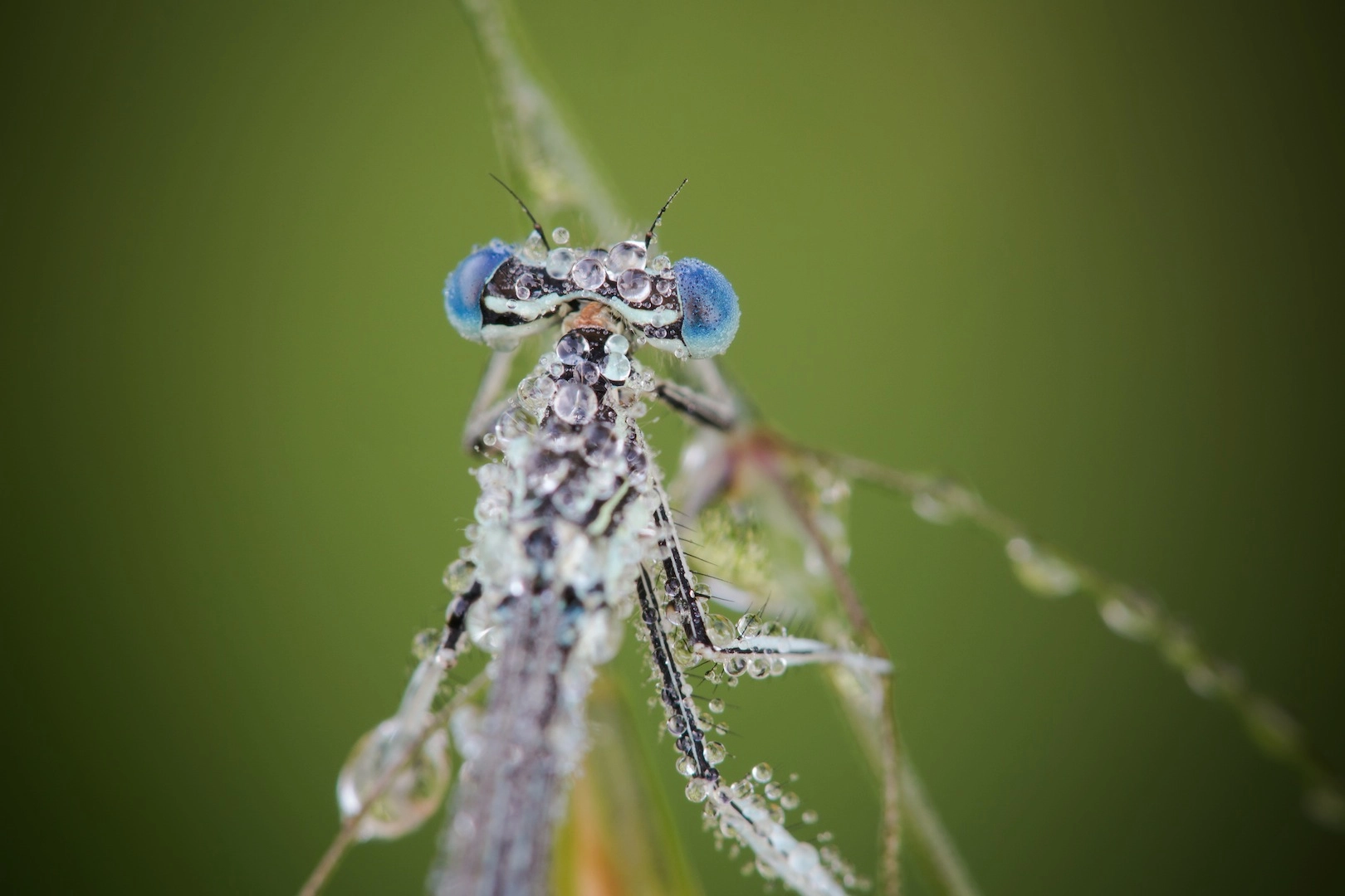 Tamron SP AF 180mm F3.5 Di LD (IF) Macro sample photo. Agrion photography
