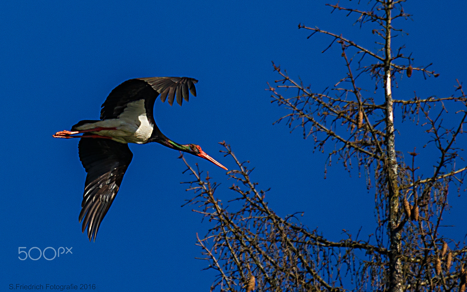 Canon EOS 6D + Sigma 50-500mm f/4-6.3 APO HSM EX sample photo. In the land of the black stork photography