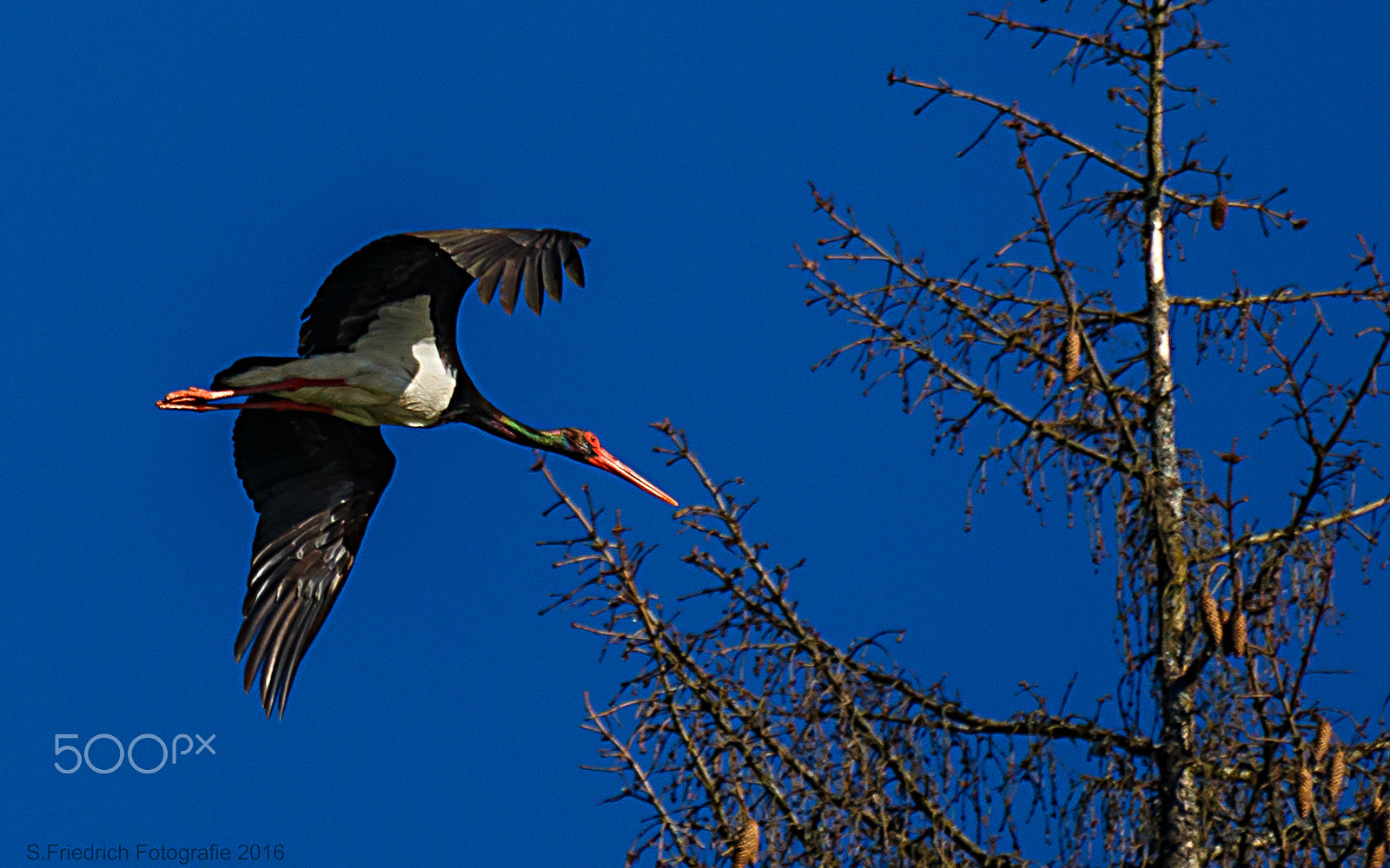 Sigma 50-500mm f/4-6.3 APO HSM EX sample photo. In the land of the black stork photography