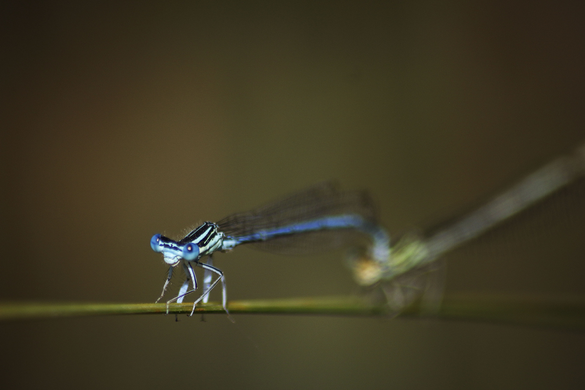 Sigma 70-300mm F4-5.6 APO DG Macro sample photo. Dragonflies photography