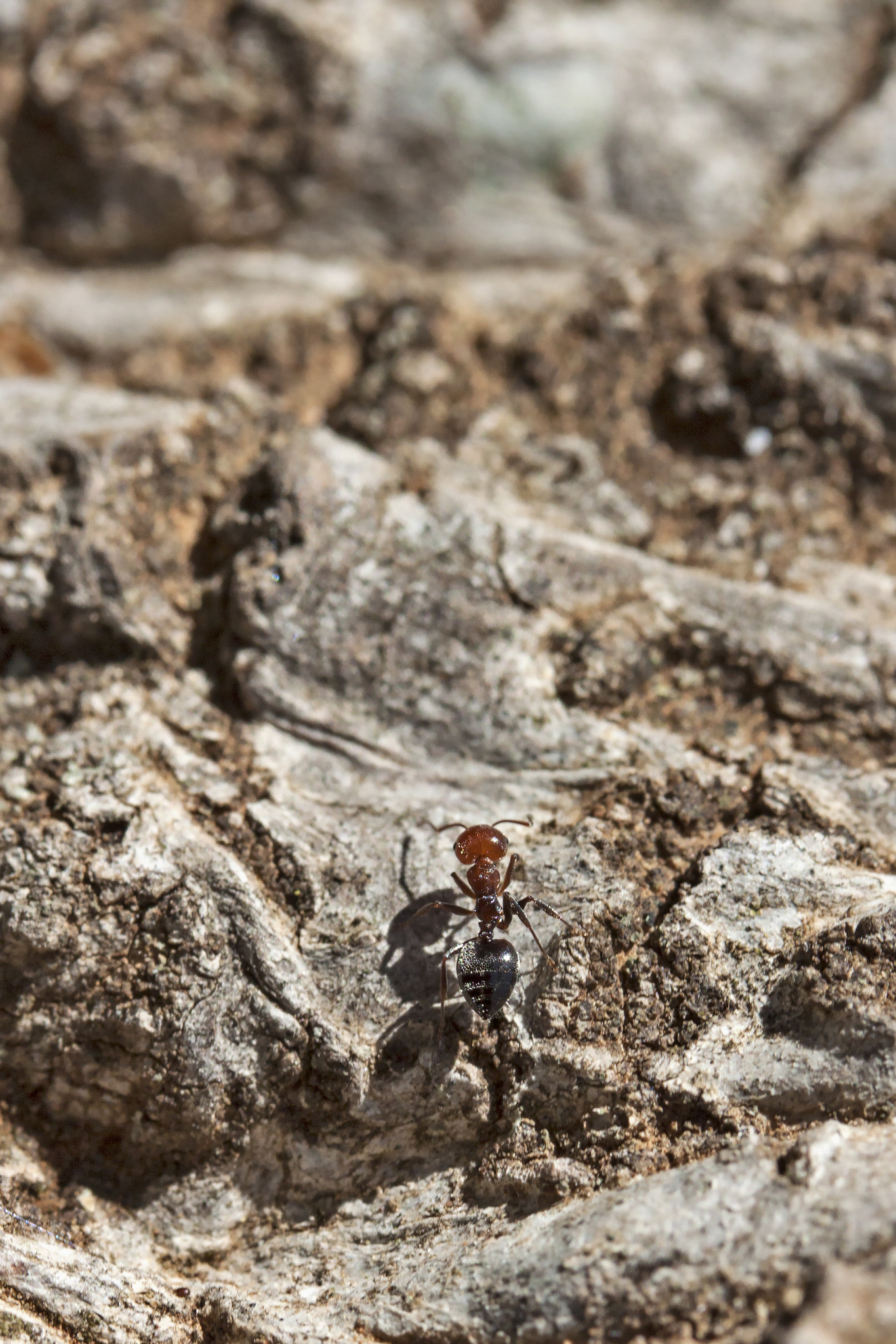 Canon EF-S 60mm F2.8 Macro USM sample photo. The  long way home photography