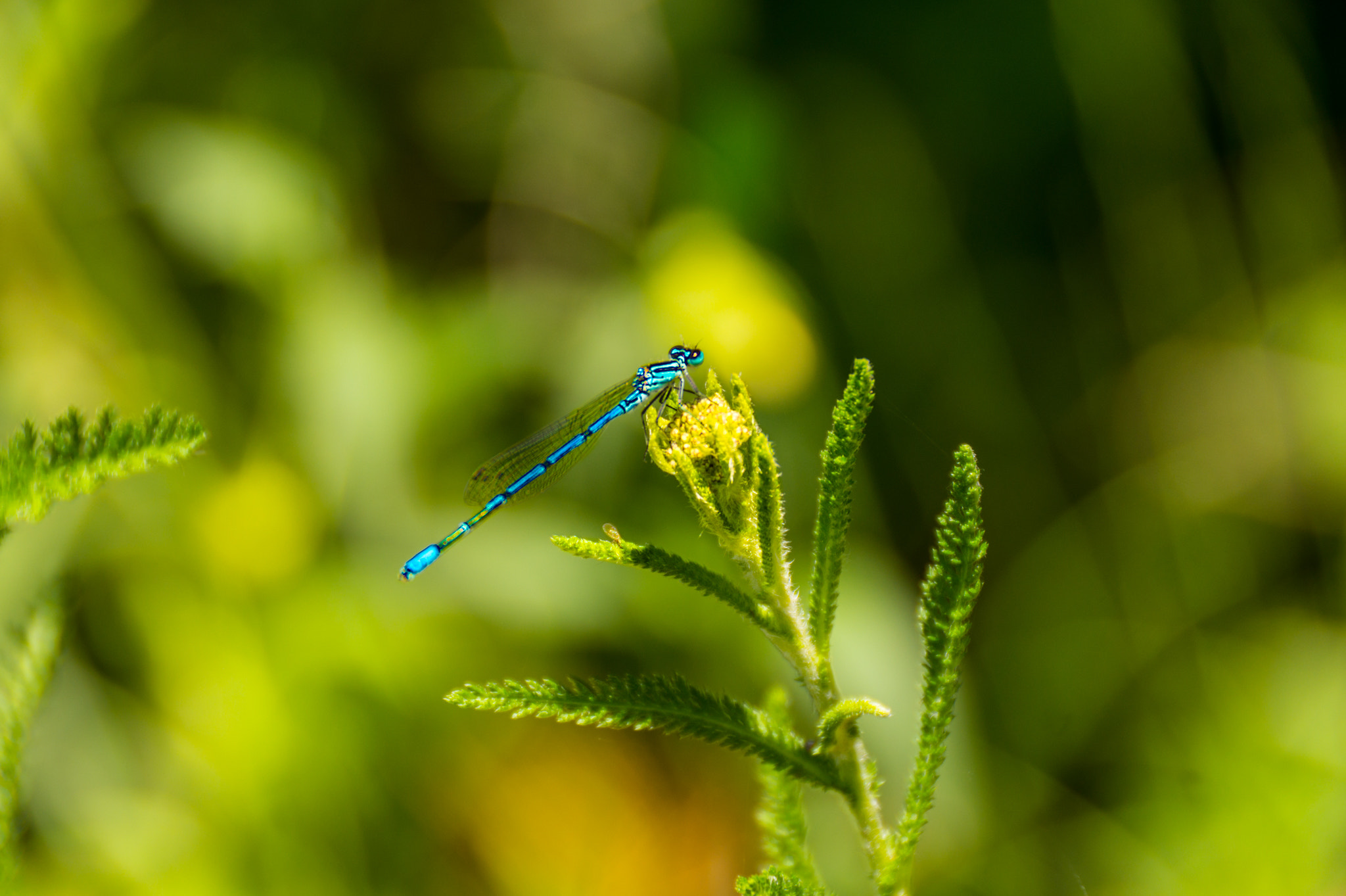 Sony DT 18-250mm F3.5-6.3 sample photo. Wazka photography