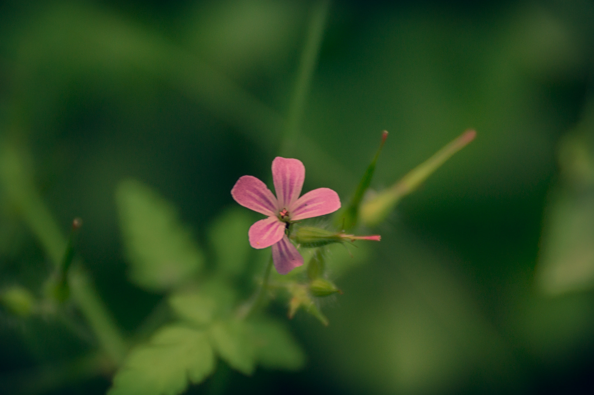 Sony DT 18-250mm F3.5-6.3 sample photo. Wazka photography