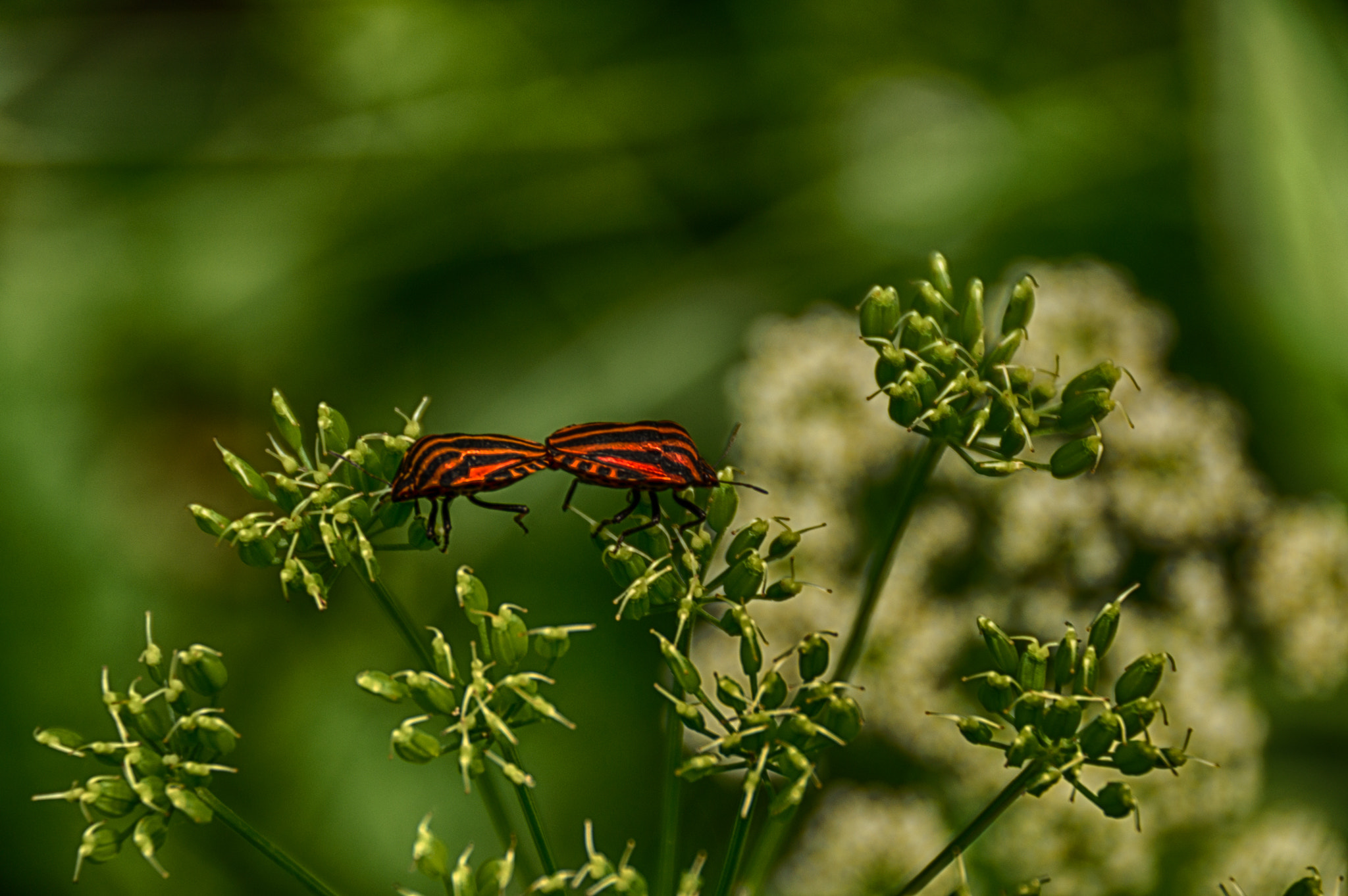 Sony DT 18-250mm F3.5-6.3 sample photo. Wazka photography