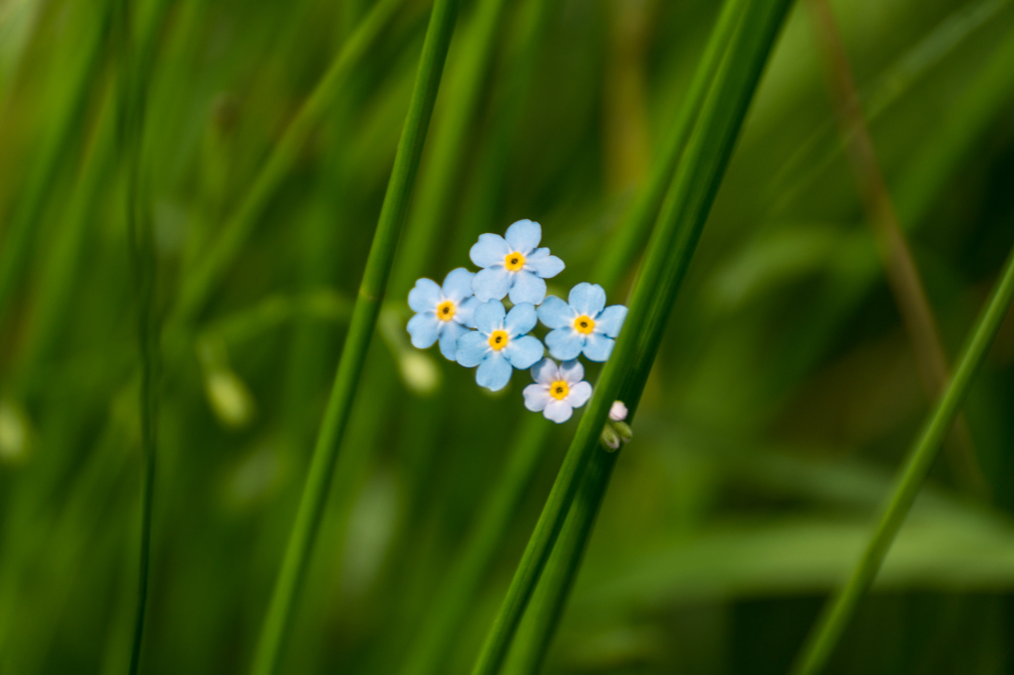 Sony DT 18-250mm F3.5-6.3 sample photo. Wazka photography