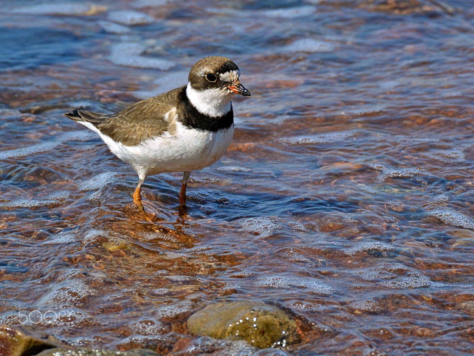 Nikon 1 Nikkor VR 70-300mm F4.5-5.6 sample photo. Semipalmated plover wading photography