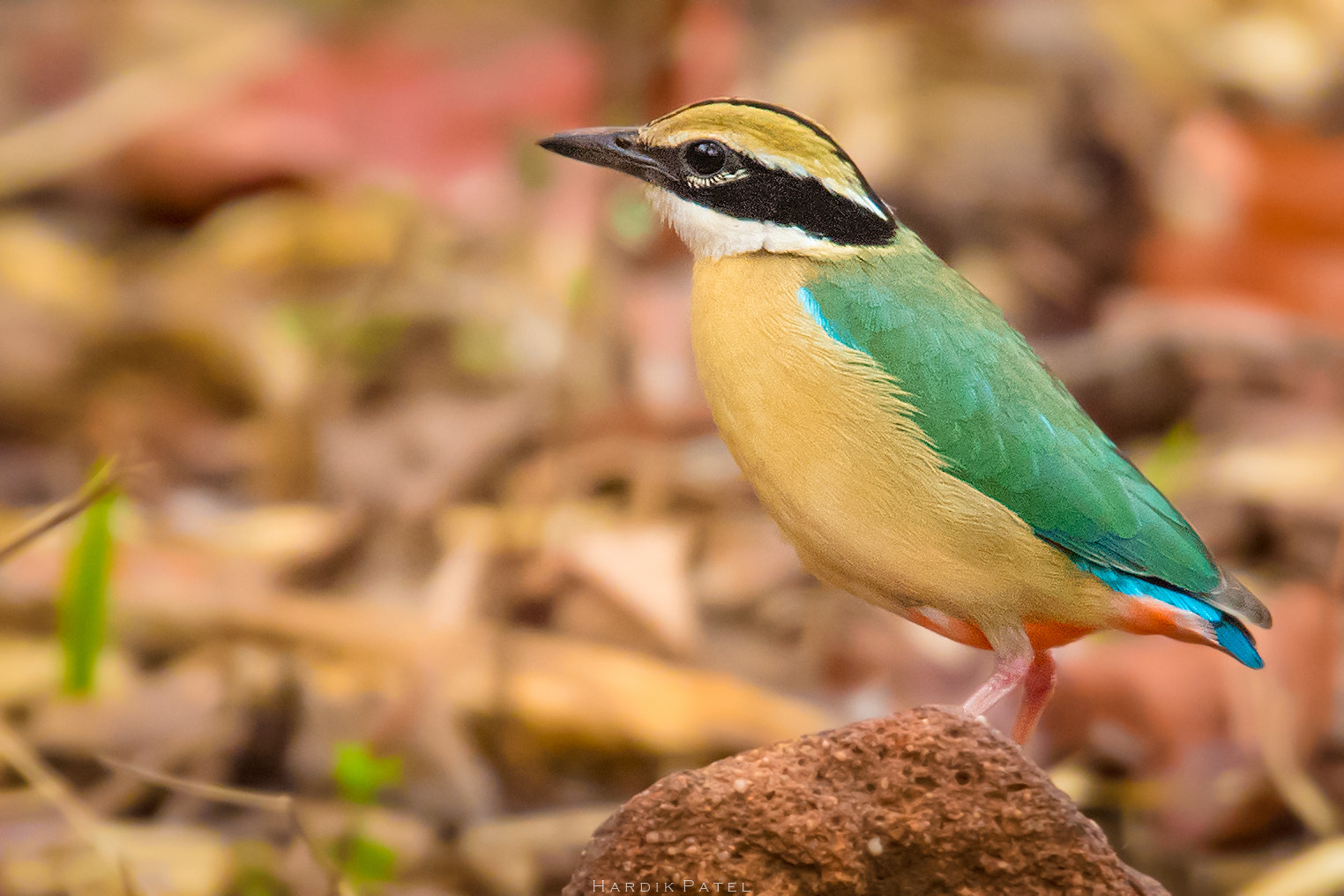 Nikon D5 sample photo. The colored beauty.. photography
