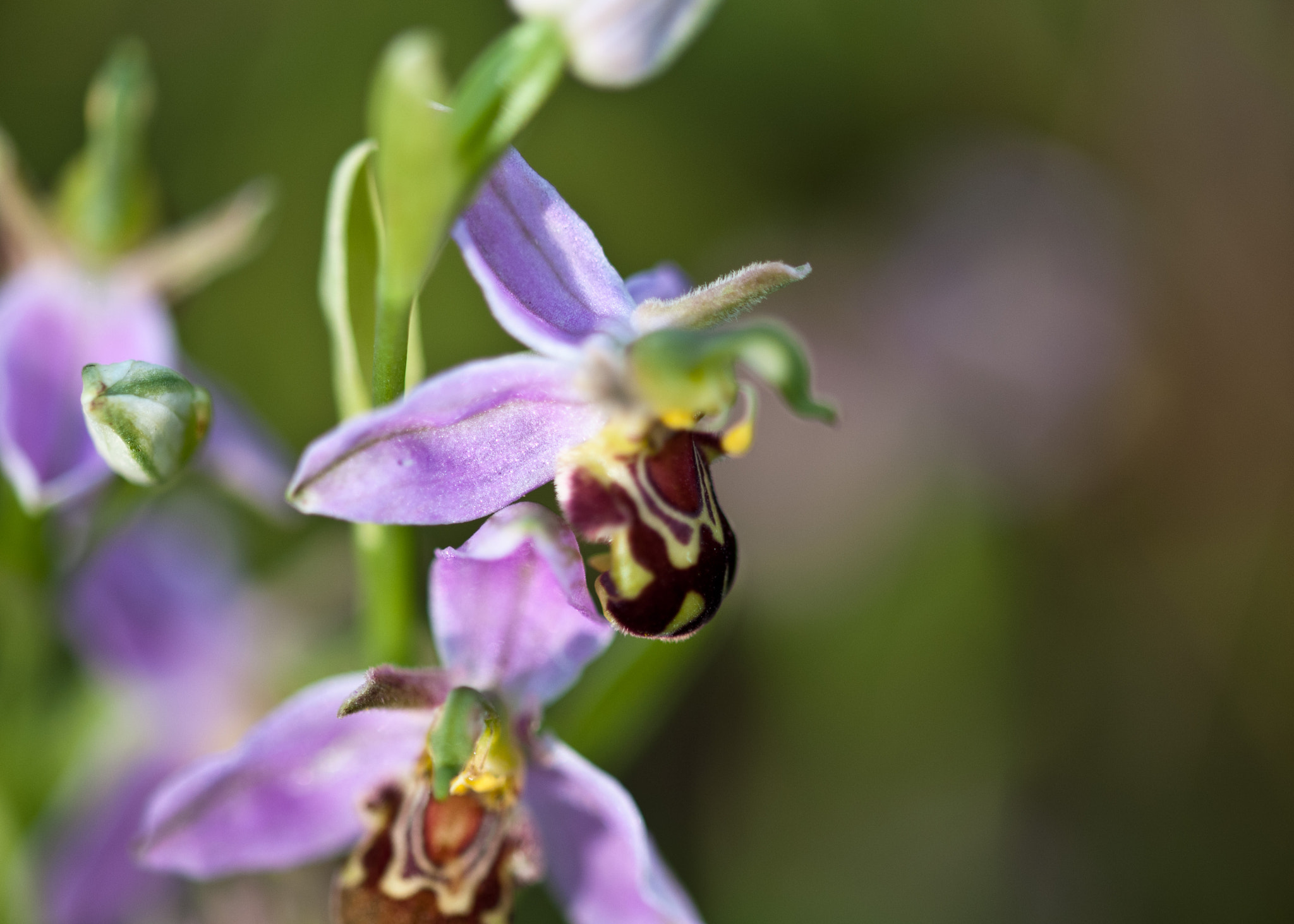 Sigma 105mm F2.8 EX DG OS HSM sample photo. Bee orchid photography