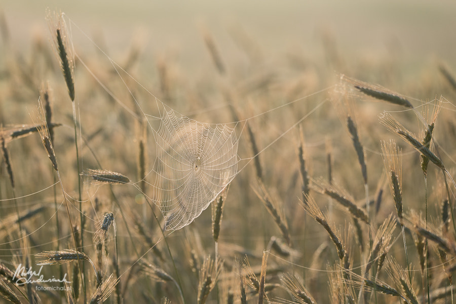 Sigma 150-600mm F5-6.3 DG OS HSM | S sample photo. Web i photography