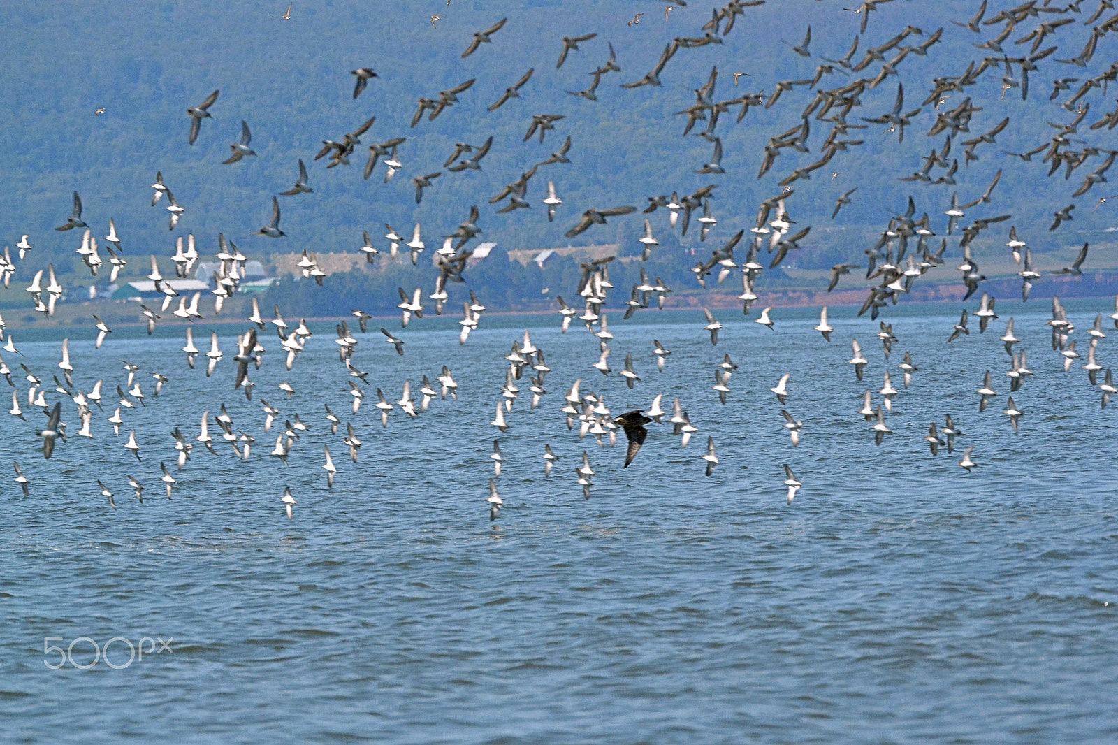 Nikon 1 Nikkor VR 70-300mm F4.5-5.6 sample photo. Falcon attack ii photography