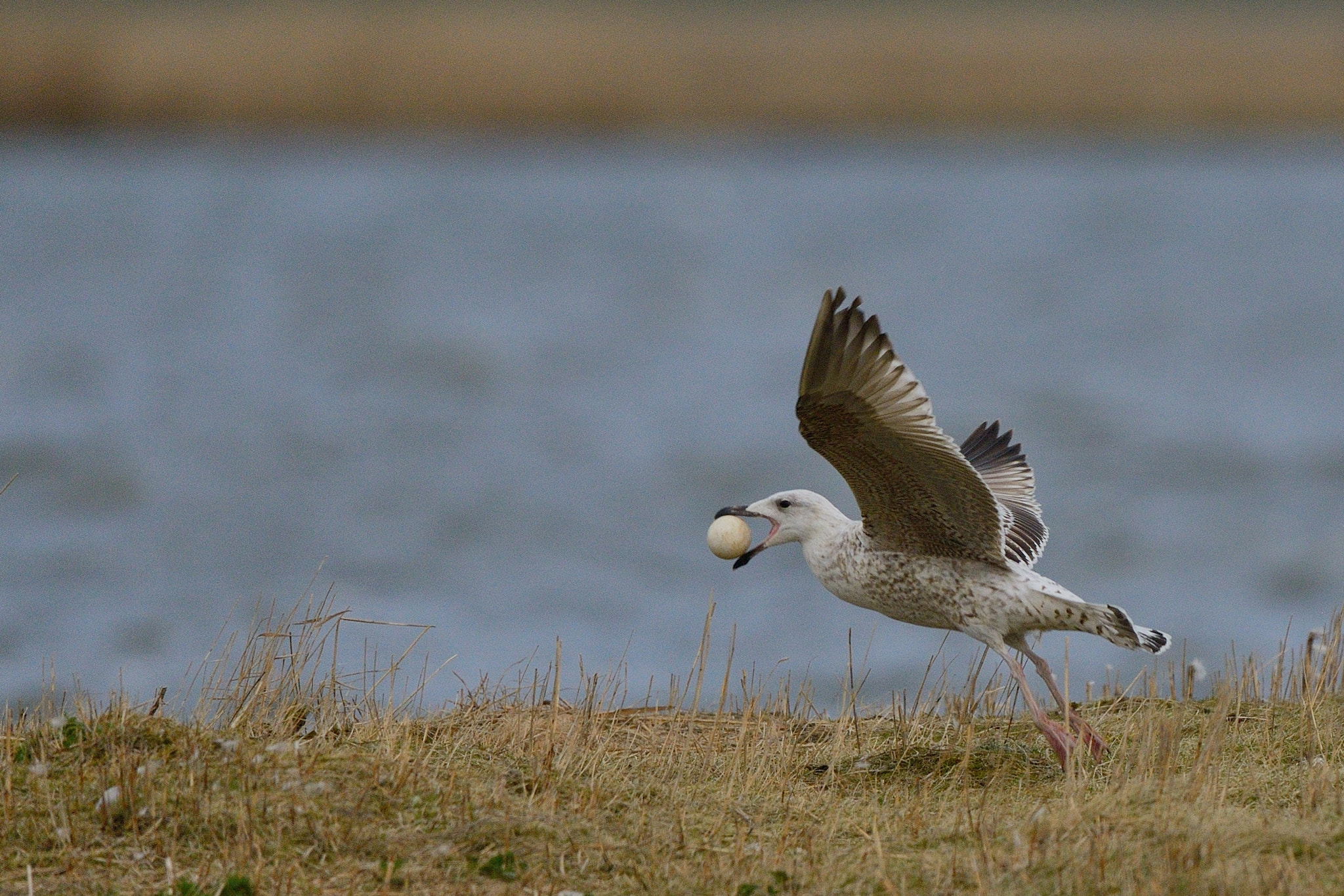Nikon D800 + Nikon AF-S Nikkor 500mm F4G ED VR sample photo. Flying egg photography