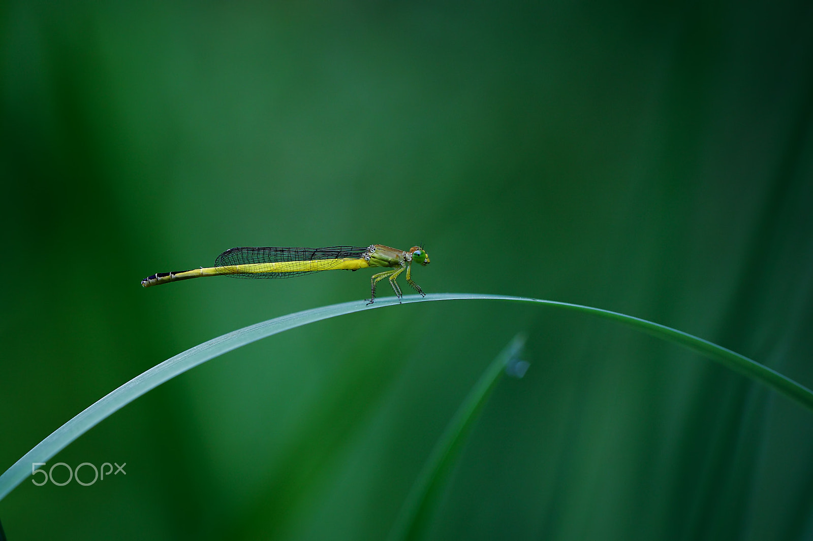 Canon EOS-1Ds Mark III sample photo. Zygoptera. photography