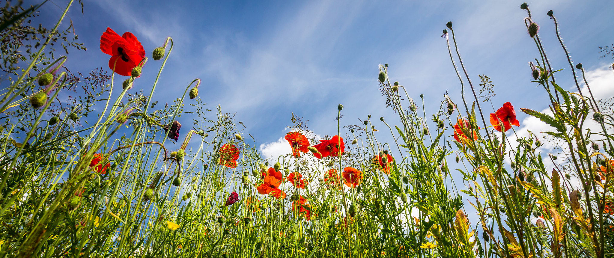 Sigma 10-20mm F3.5 EX DC HSM sample photo. Poppies photography
