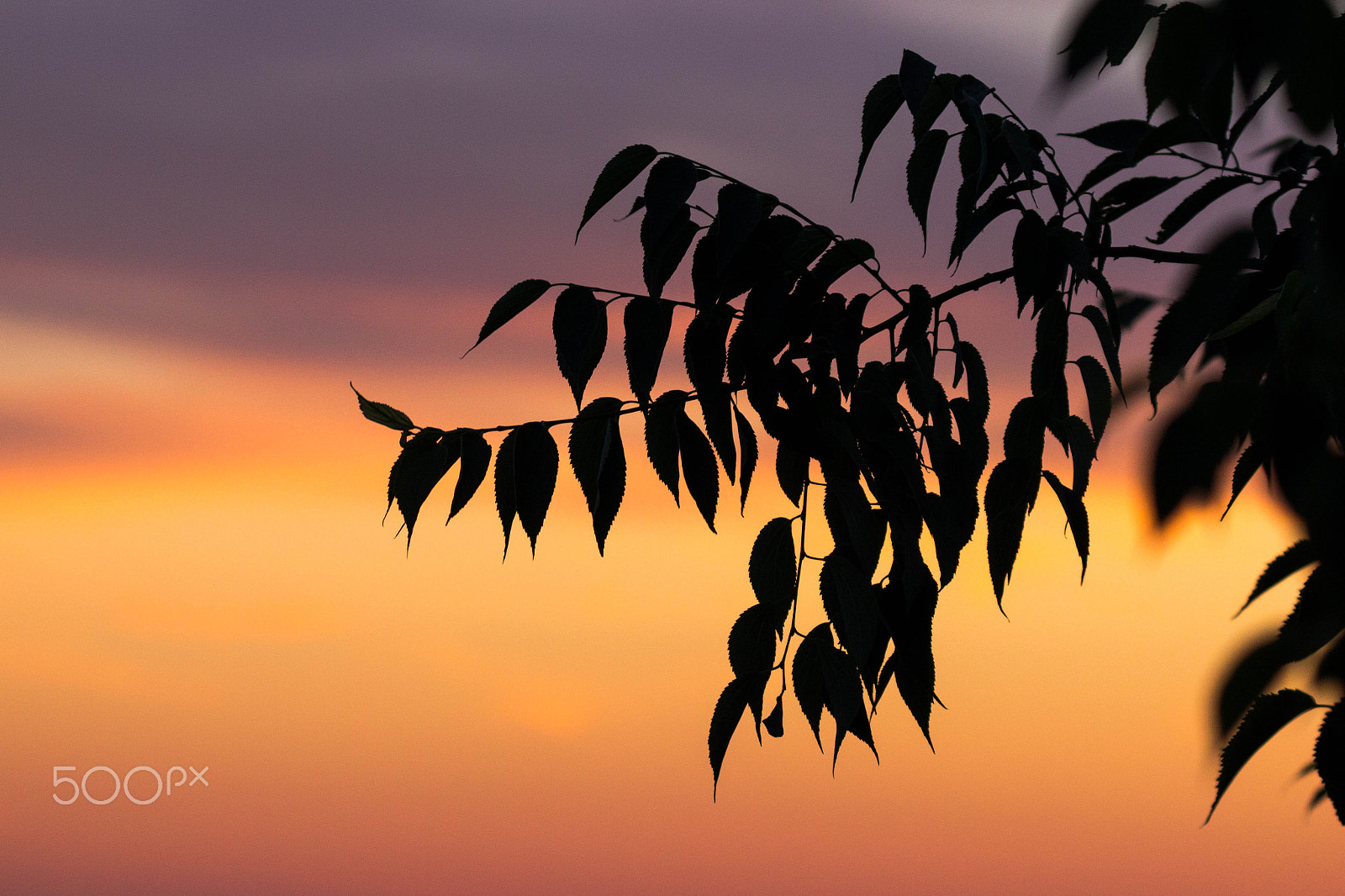 Canon EOS 600D (Rebel EOS T3i / EOS Kiss X5) sample photo. Relaxation photography