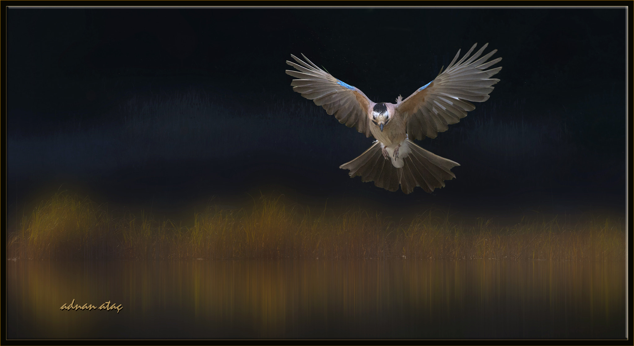 Sigma 150-600mm F5-6.3 DG OS HSM | S sample photo. Alakarga - garrulus glandarius - eurasian jay photography