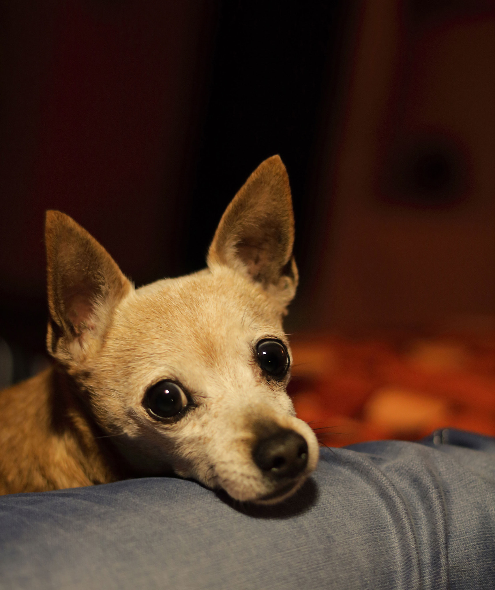 Canon EOS 100D (EOS Rebel SL1 / EOS Kiss X7) + Canon EF 50mm F1.8 II sample photo. My little pet photography