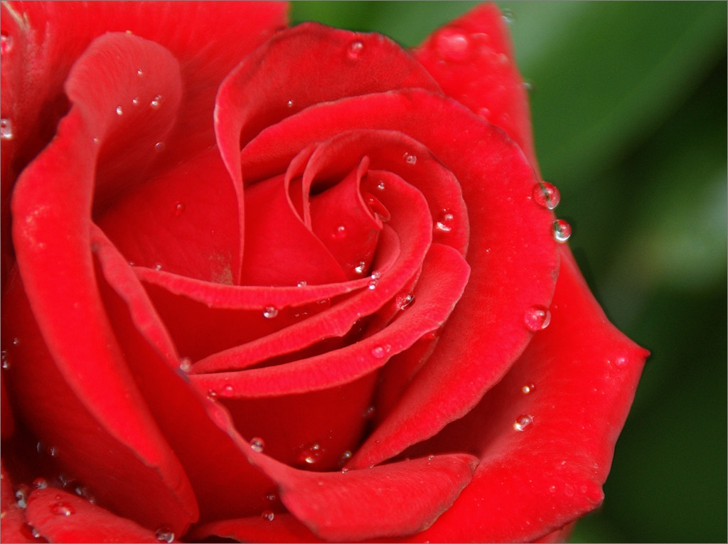 Sony Alpha DSLR-A290 sample photo. Roses are red ......... photography