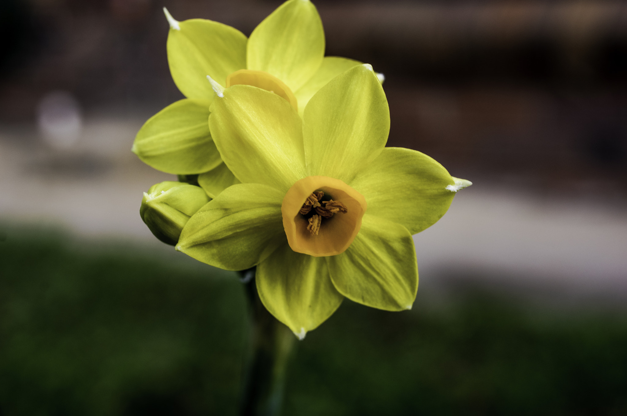 HD Pentax DA 35mm F2.8 Macro Limited sample photo. Yellow flower photography