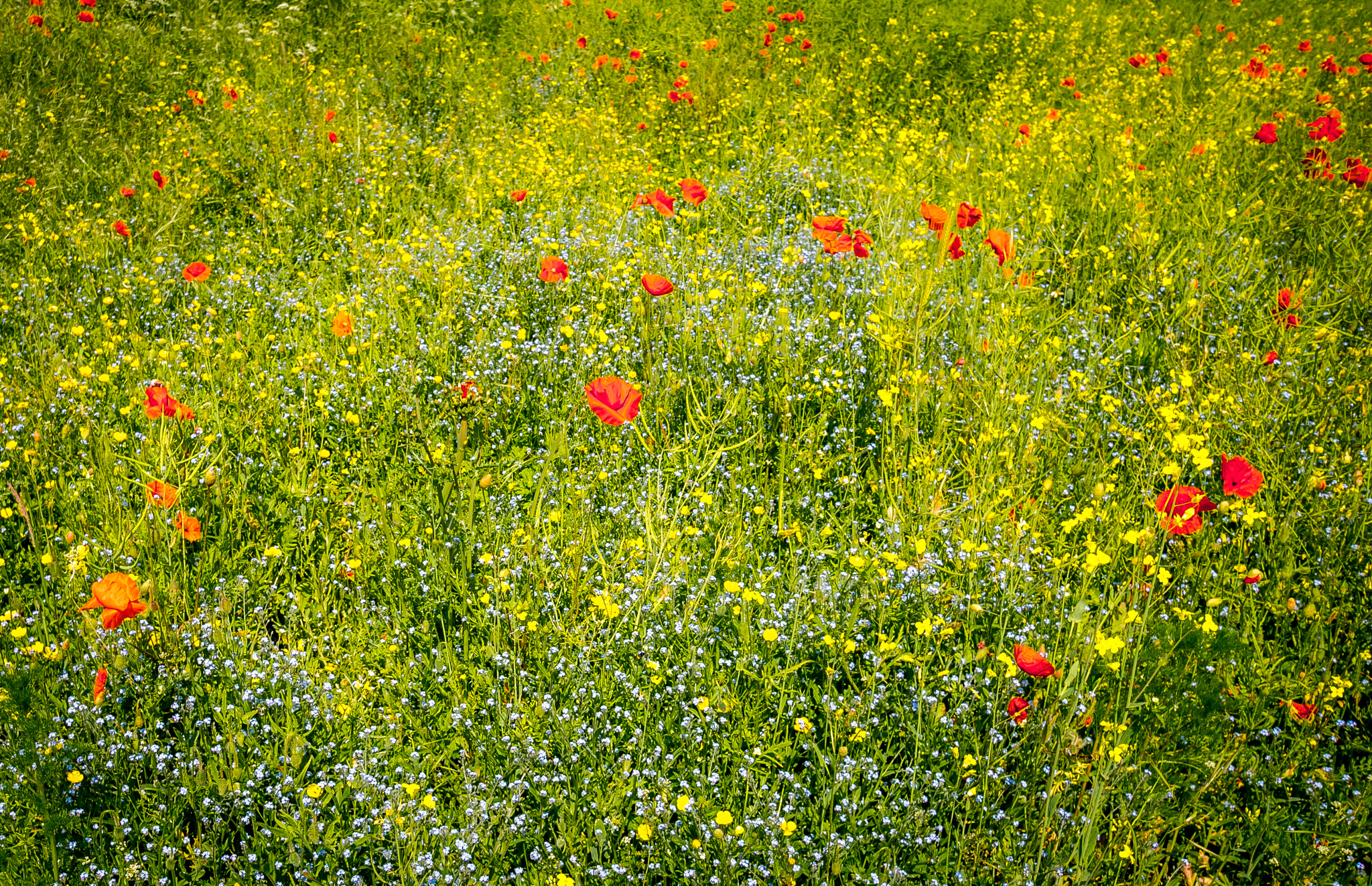 Sigma 10-20mm F3.5 EX DC HSM sample photo. Wild flowers photography