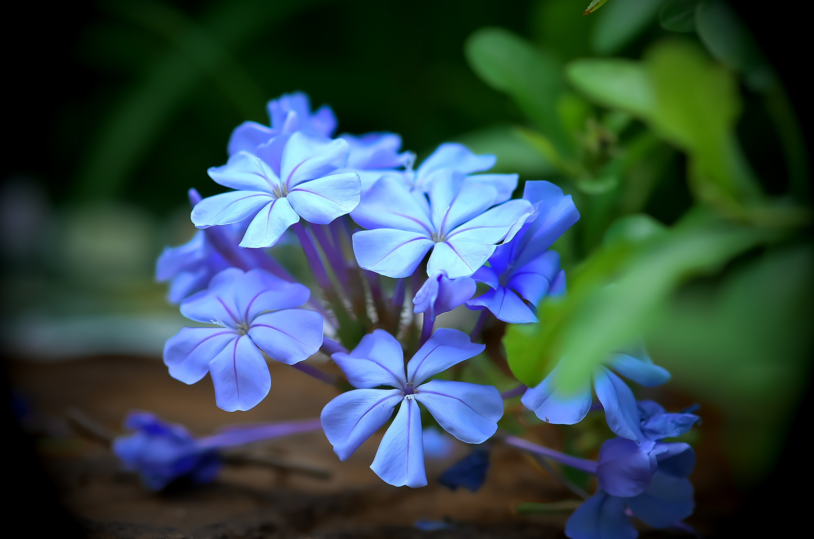 Pentax K-50 + Pentax smc D-FA 100mm F2.8 Macro WR sample photo. Purple photography