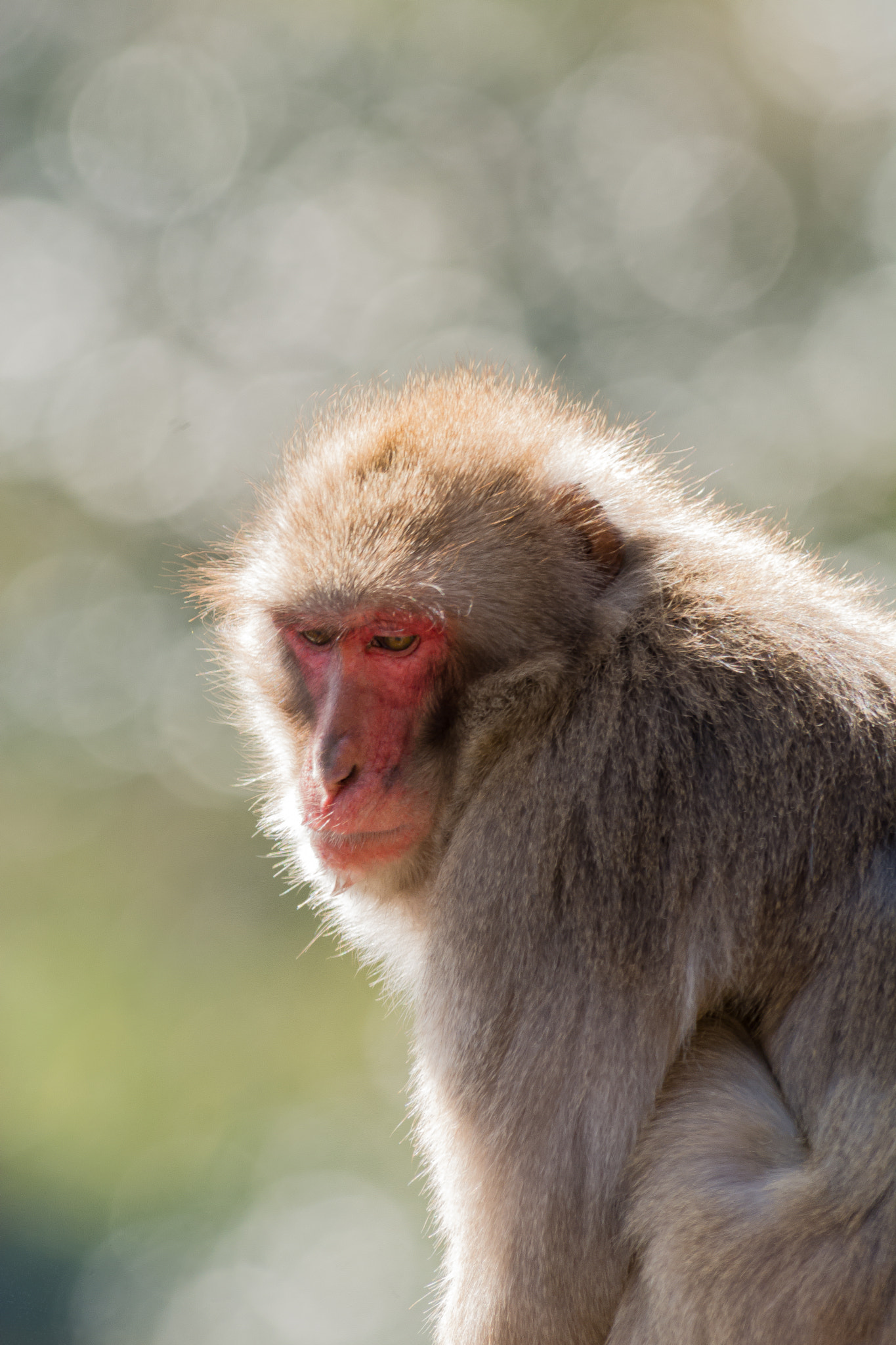 Nikon AF-S Nikkor 300mm F2.8G ED VR II sample photo. Sorrow photography
