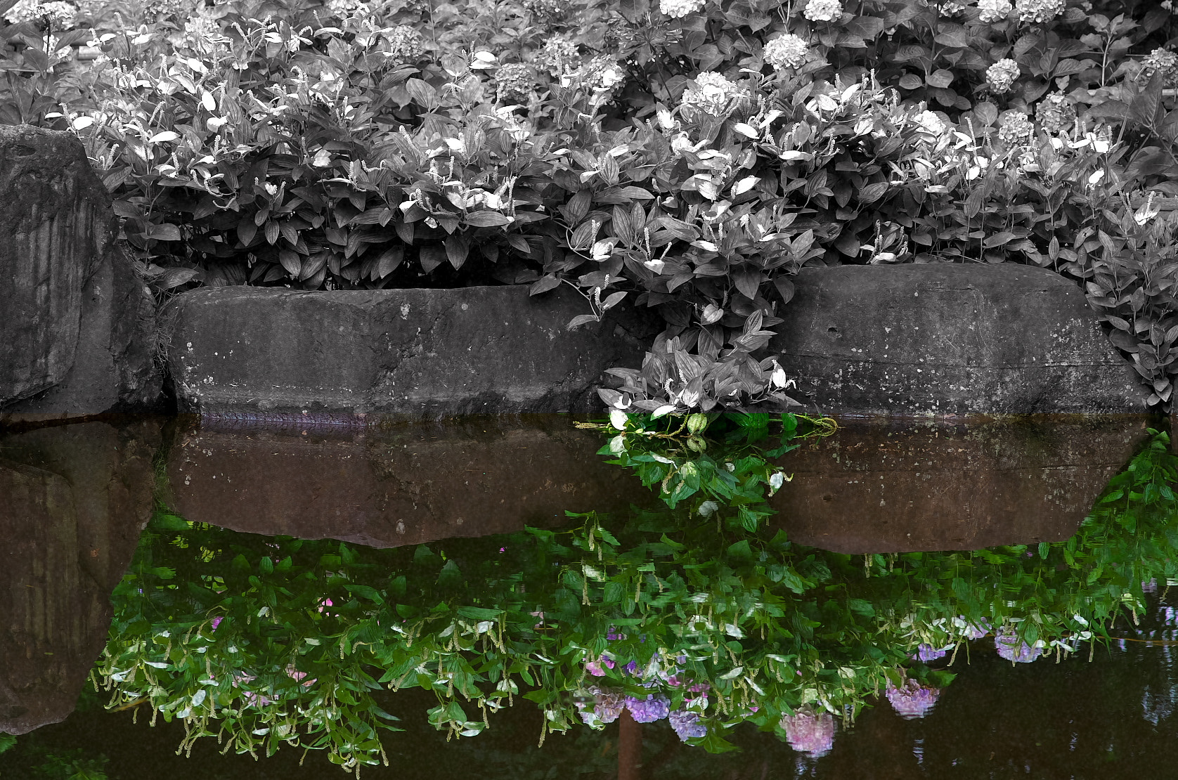 Pentax smc D-FA 100mm F2.8 Macro WR sample photo. Hydrangea photography