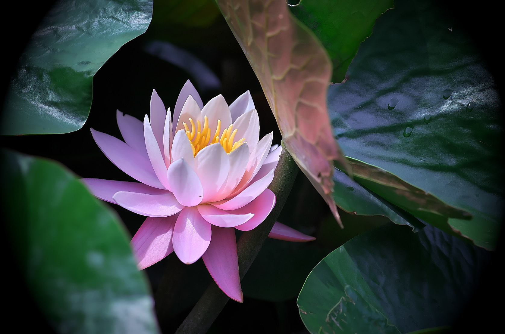 Pentax smc D-FA 100mm F2.8 Macro WR sample photo. Water lily photography