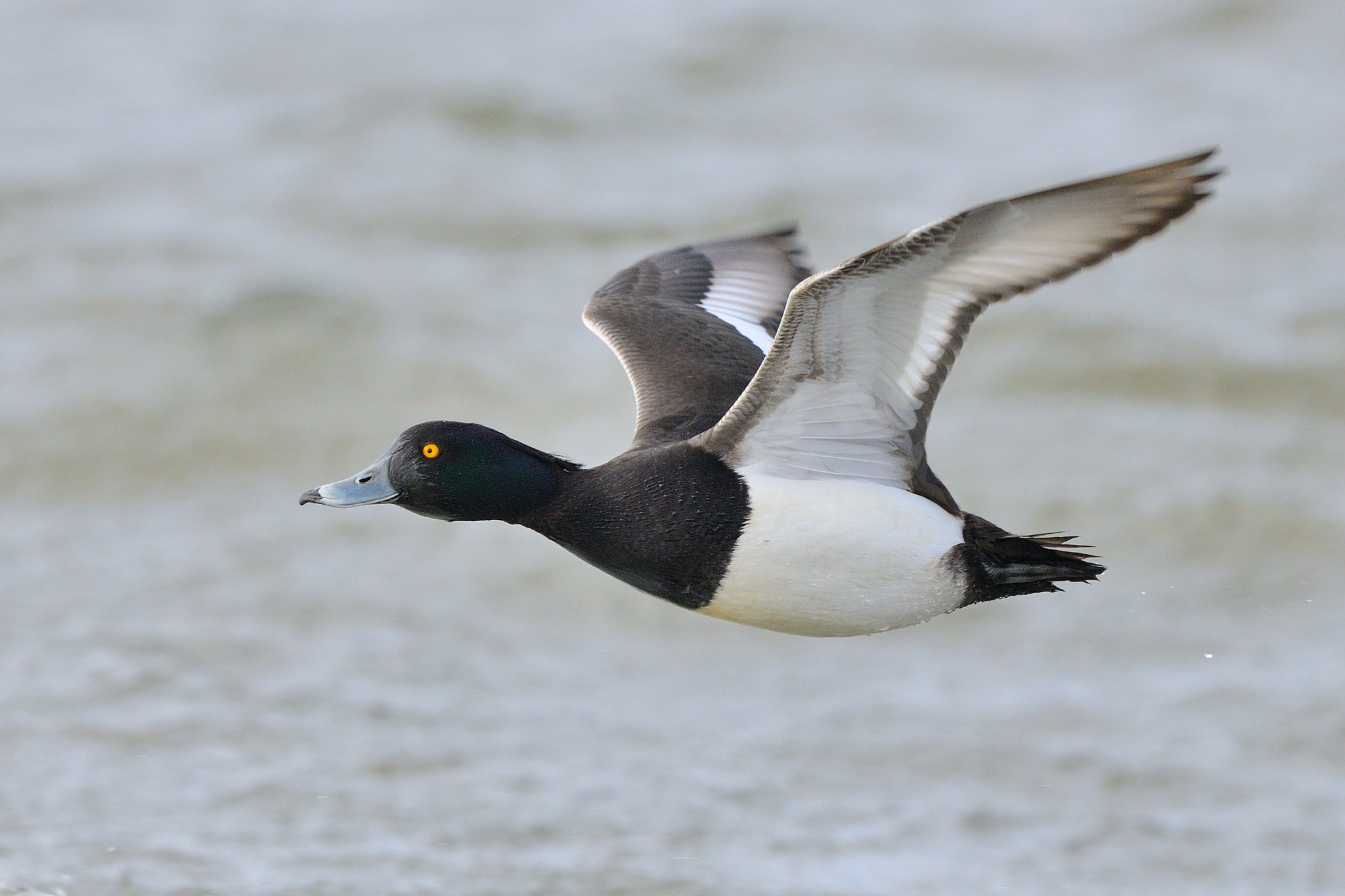 Nikon D800 + Nikon AF-S Nikkor 500mm F4G ED VR sample photo. Male tufted duck photography