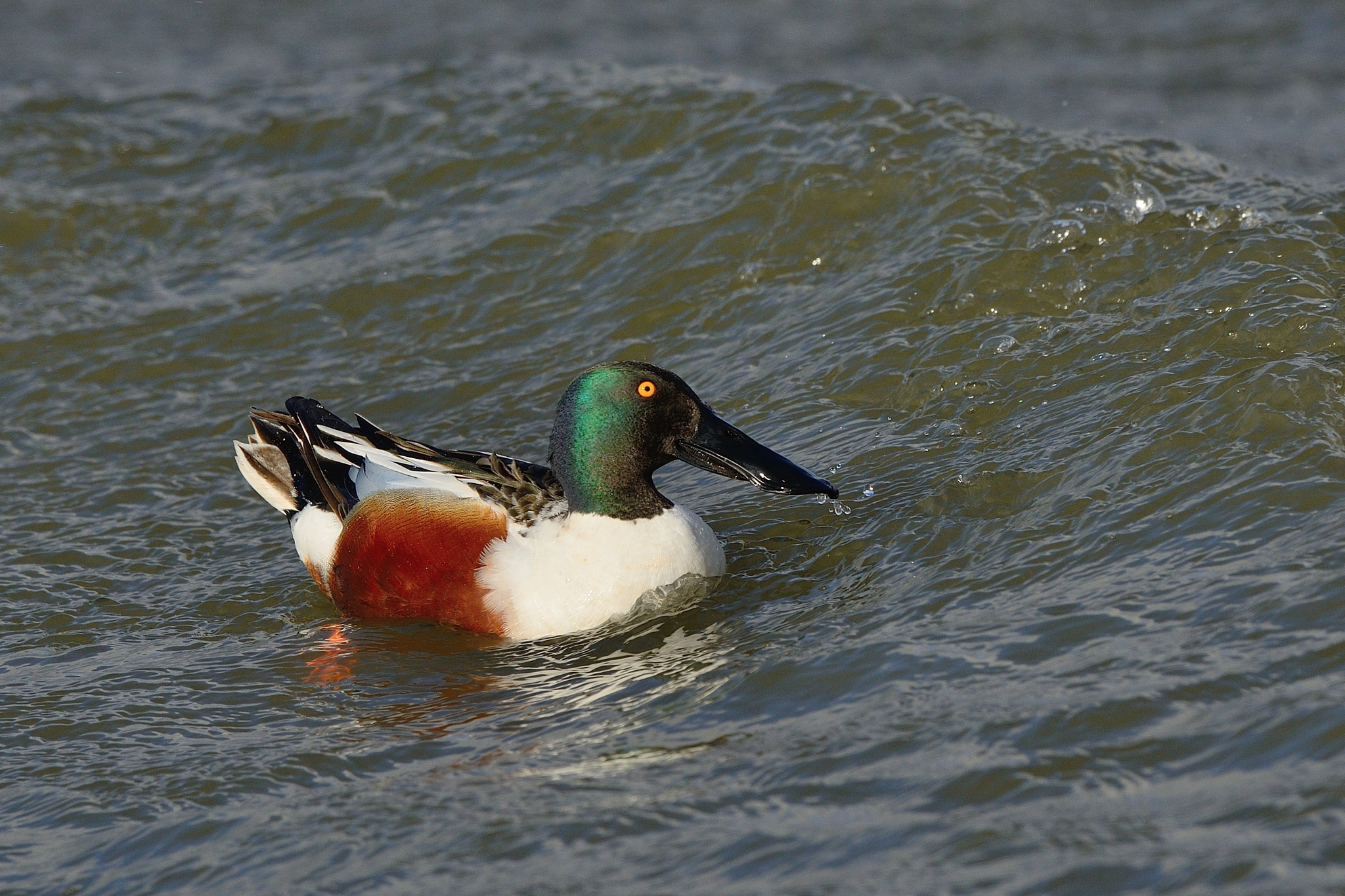 Nikon D800 + Nikon AF-S Nikkor 500mm F4G ED VR sample photo. Northern shoveler photography