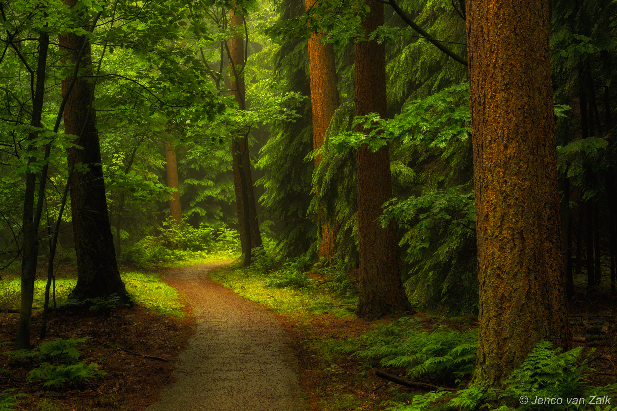 Nikon D800 + AF Nikkor 50mm f/1.8 sample photo. Forest in the early morning light photography