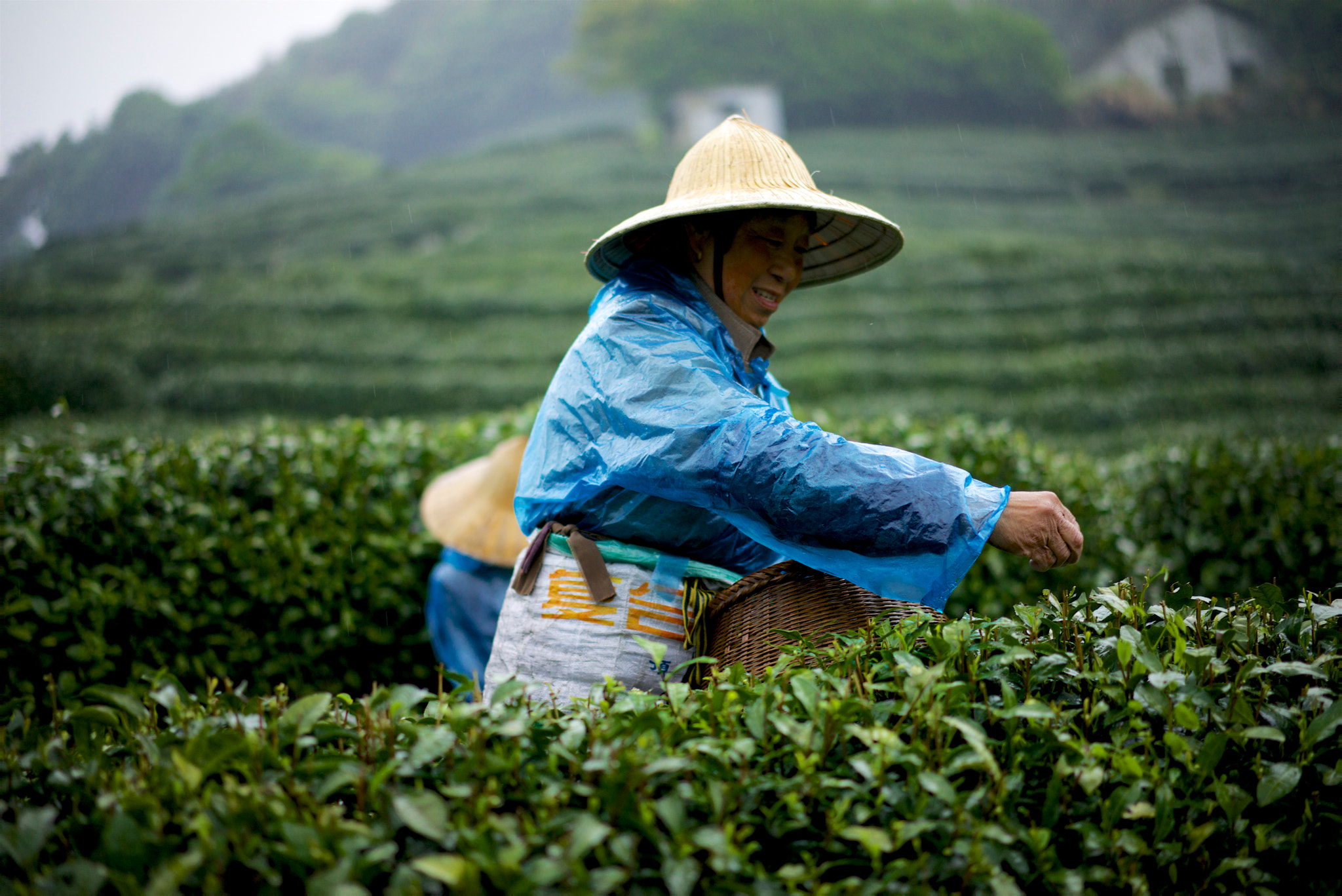 Sony a7R + Sony Sonnar T* FE 55mm F1.8 ZA sample photo. The pick tea lady photography
