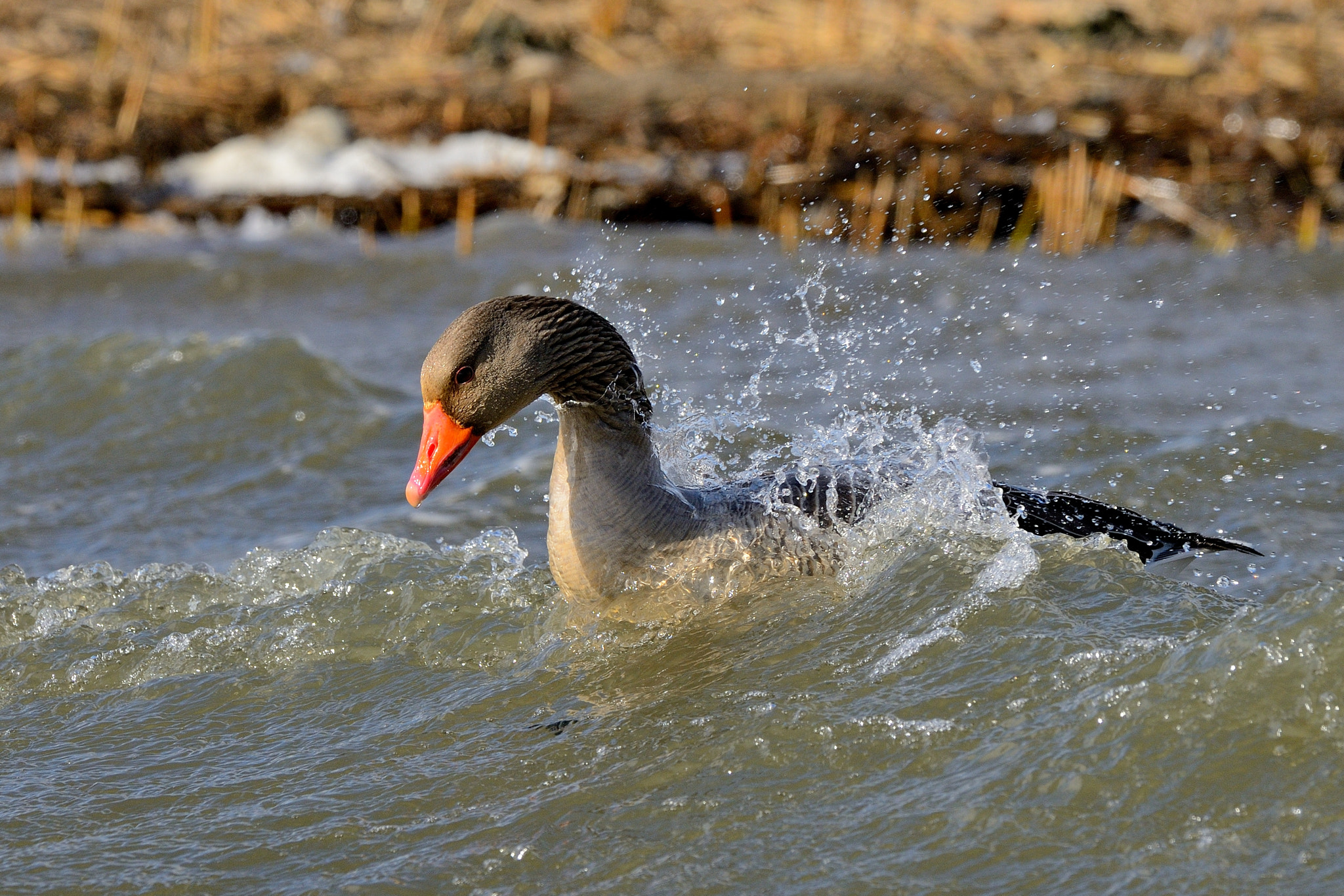 Nikon D800 + Nikon AF-S Nikkor 500mm F4G ED VR sample photo. Wave diving photography