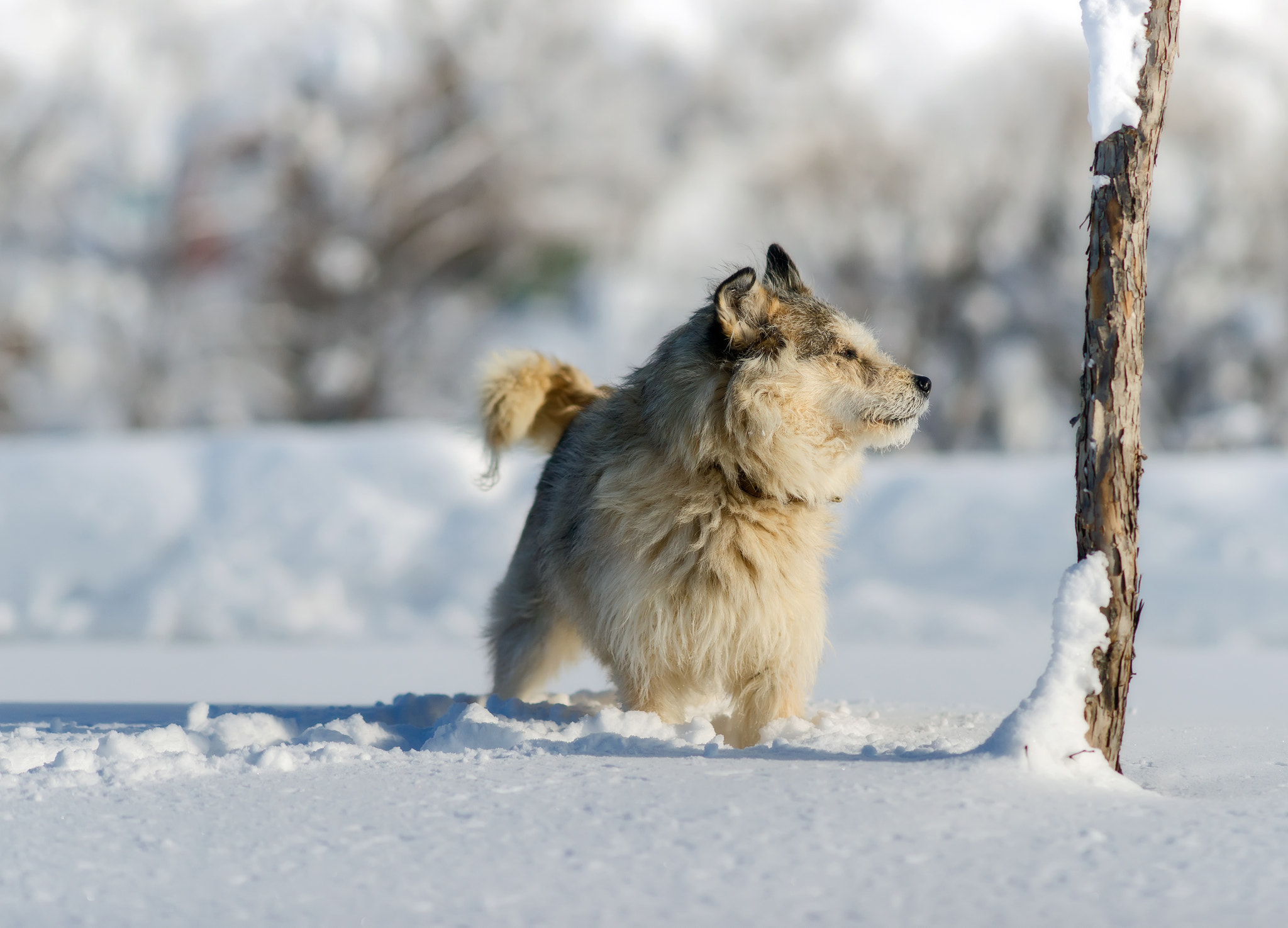 Sony Sonnar T* 135mm F1.8 ZA sample photo. Dog running in the snow. photography